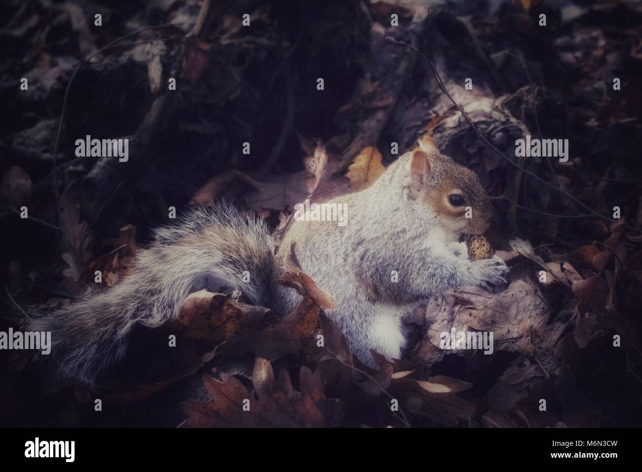 Eichhörnchen erhielt seine Mutter Stockfoto