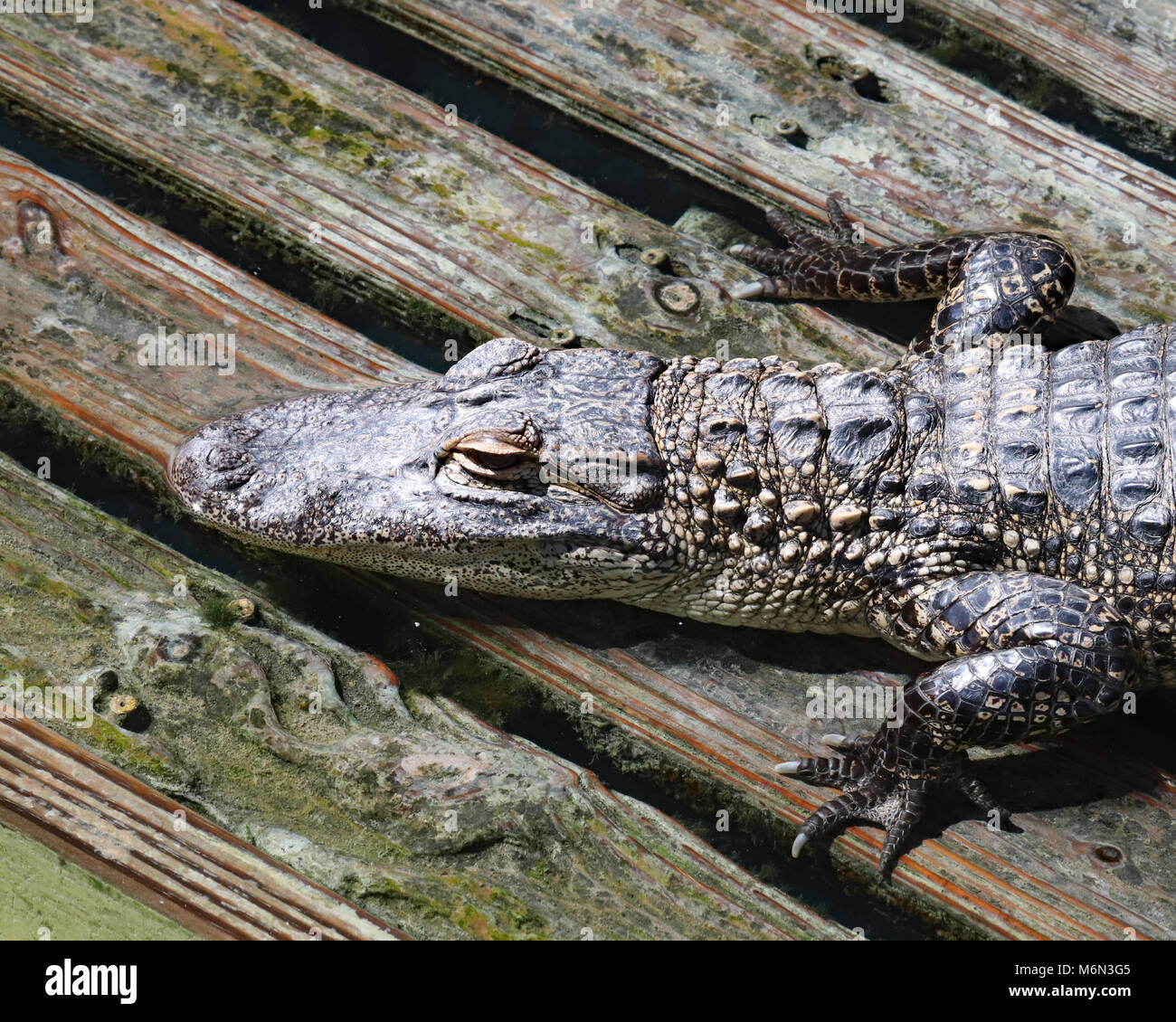 Alligator ruht auf einer Holzterrasse in Gatorland in Orlando, Florida Stockfoto