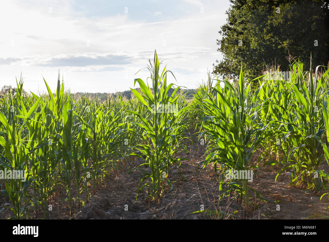 Junge Mais, Mais, mealie Pflanzen, Zea mays, Müsli, Getreide, Heften, Biokraftstoff in einem landwirtschaftlichen Gebiet Gegenlicht der Sonne bei Sonnenuntergang wachsende Stockfoto