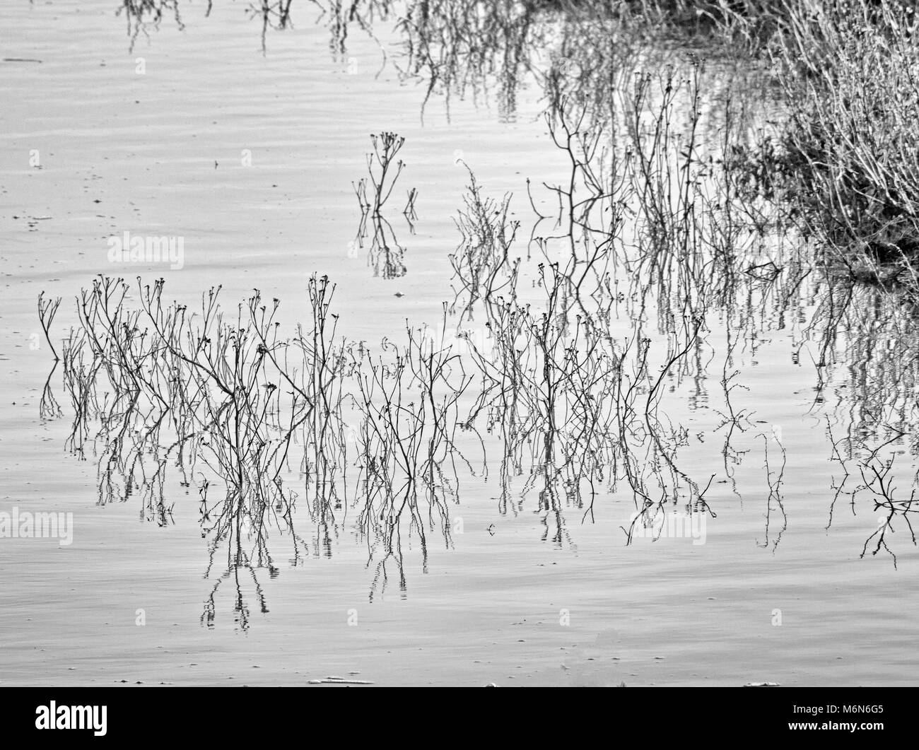 Muster von Schilf im Wasser reflektiert durch den Fluss Wyre bei Flut im Winter Stockfoto