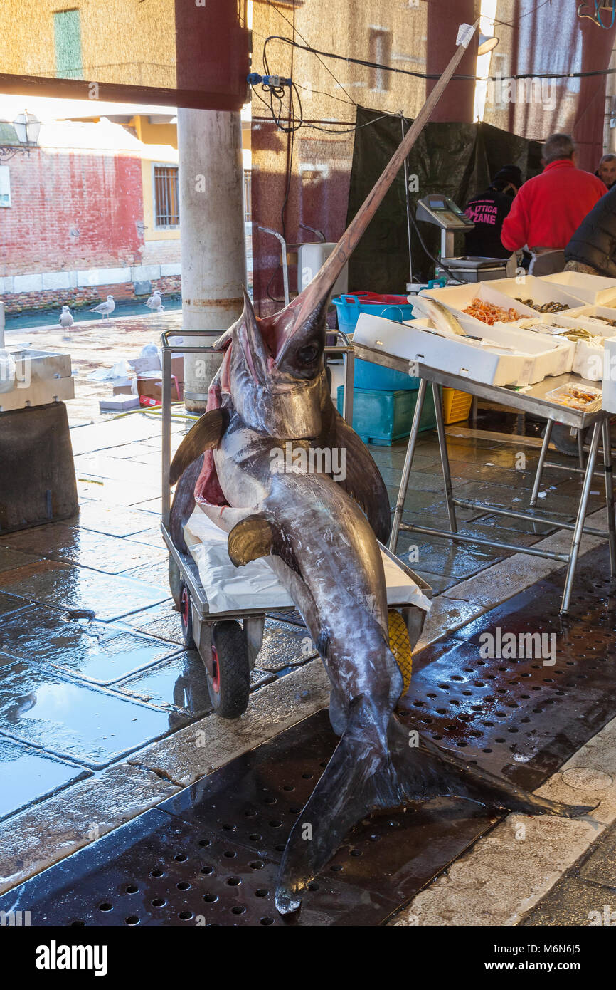 Schwertfisch Xiphias gladius, warten auf einen Trolley am' Rialto Fischmarkt transportiert werden, San Polo, Venedig, Venetien, Italien Stockfoto