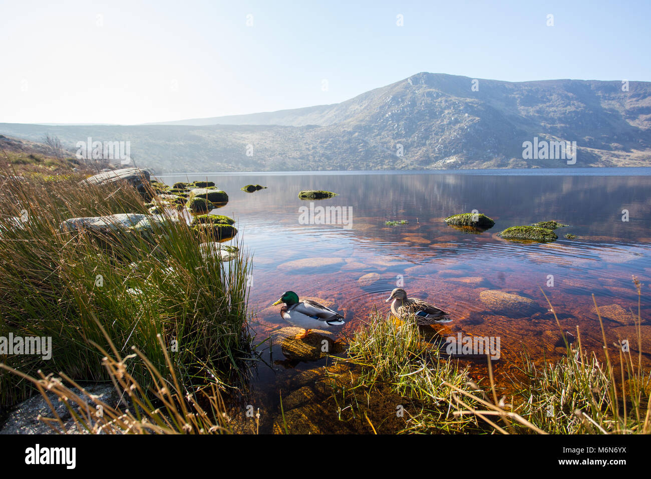 Klares Wasser See mit Enten und Hügeln oder Bergen im Hintergrund in Irland Stockfoto
