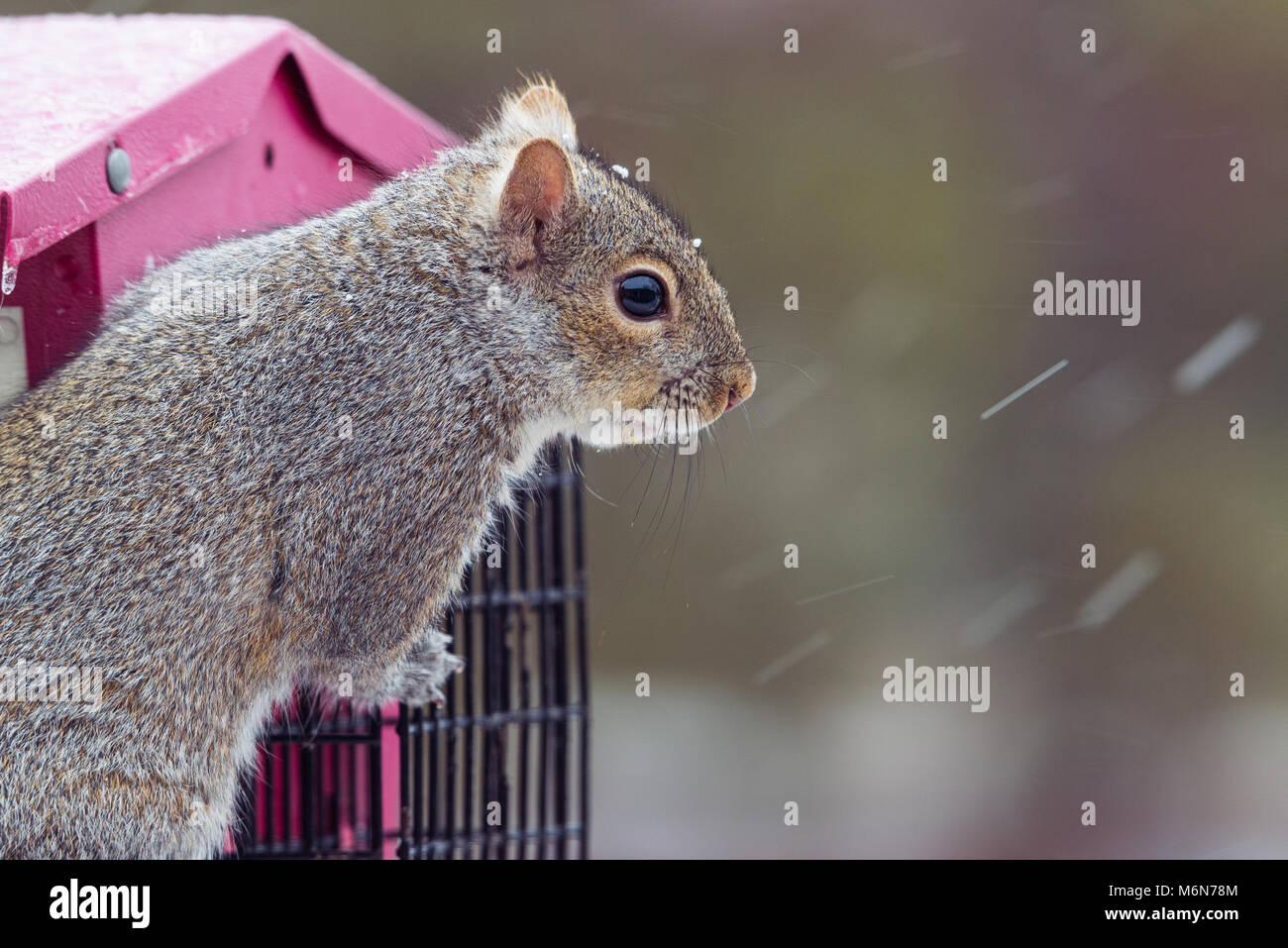 Cute chubby graue Eichhörnchen, isolierte Bild horizontal in einem Minnesota Schnee Sturm auf einem Bird Feeder. Selektiver Fokus Stockfoto