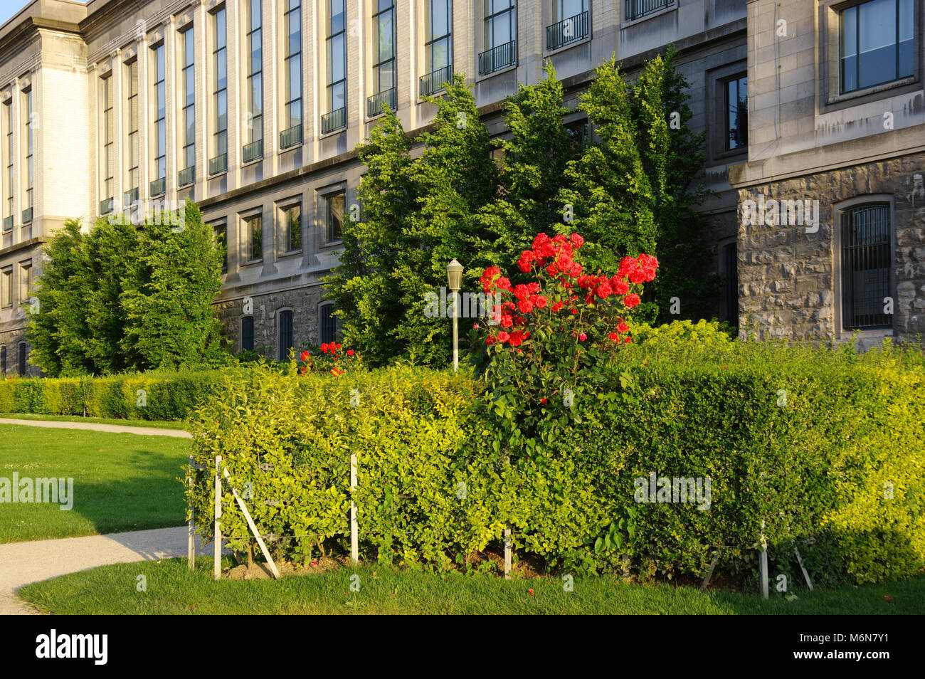 Parc du Cinquantenaire, Royal Museum, Rosenbusch, Hedge-Row, Brüssel, Belgien Stockfoto