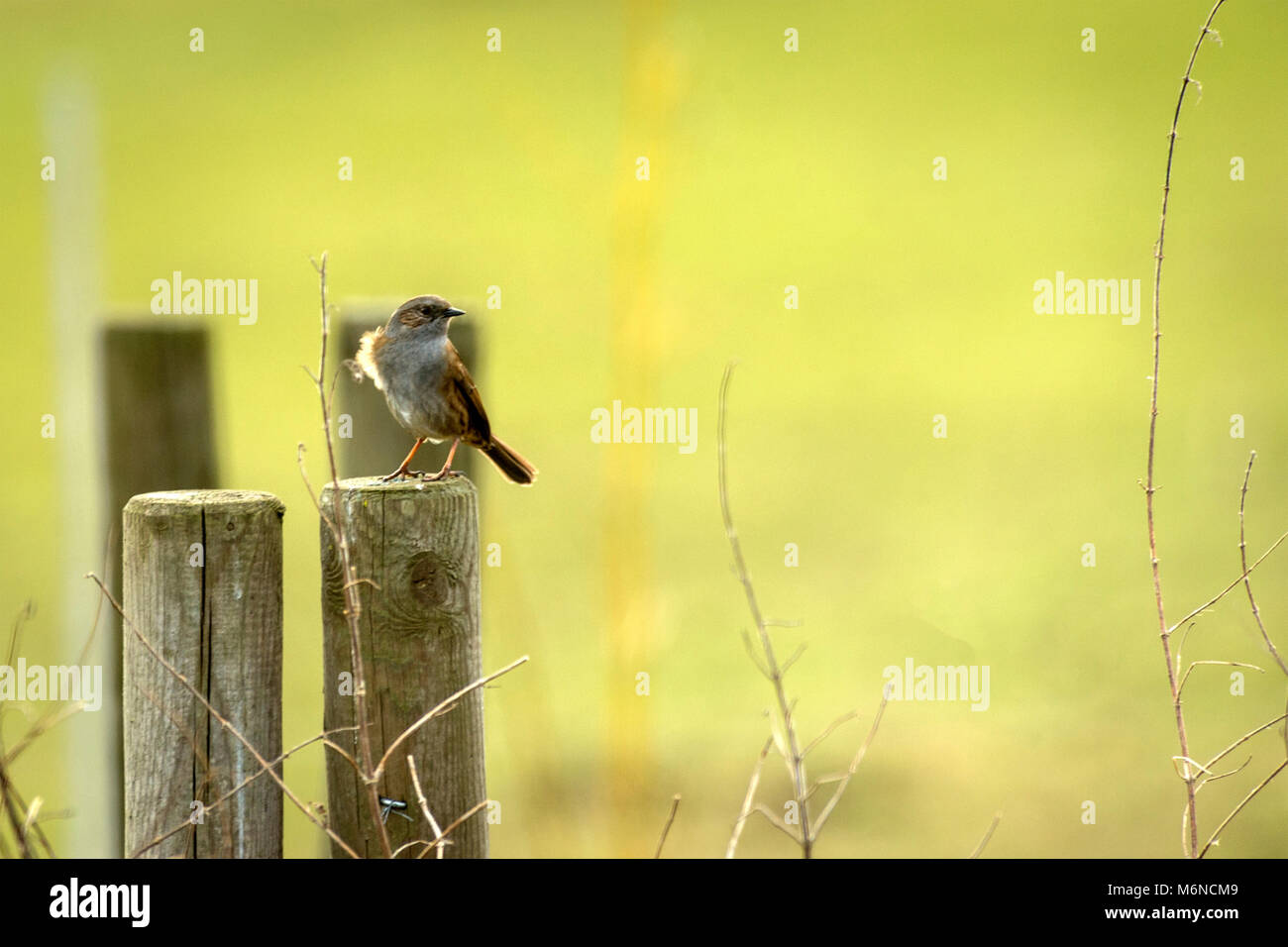 Burton Lazars, den 5. März 2018: Milde Tag blauer Himmel, weiße Wolken. Krähen und Bussarde aus hoch in den Himmel, als wilden Fuchs jagt in offenen Wiese unten, Dunnock Hintergrundbeleuchtung von Sun einen wärmeren Tag in die Landschaft. Clifford Norton Alamy Leben Nachrichten. Stockfoto