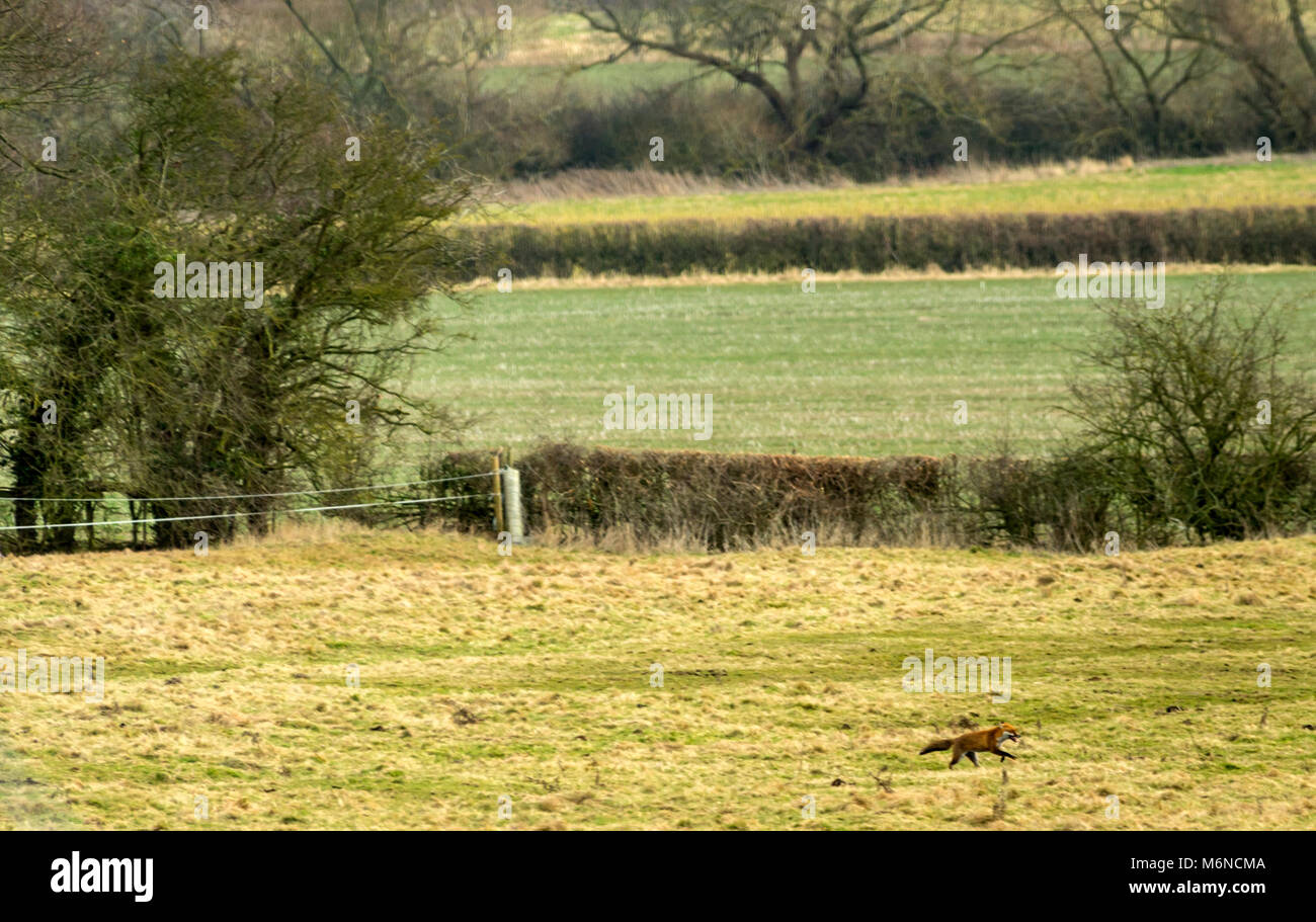 Burton Lazars, den 5. März 2018: Milde Tag blauer Himmel, weiße Wolken. Krähen und Bussarde aus hoch in den Himmel, als wilden Fuchs jagt in offenen Wiese unten, Dunnock Hintergrundbeleuchtung von Sun einen wärmeren Tag in die Landschaft. Clifford Norton Alamy Leben Nachrichten. Stockfoto