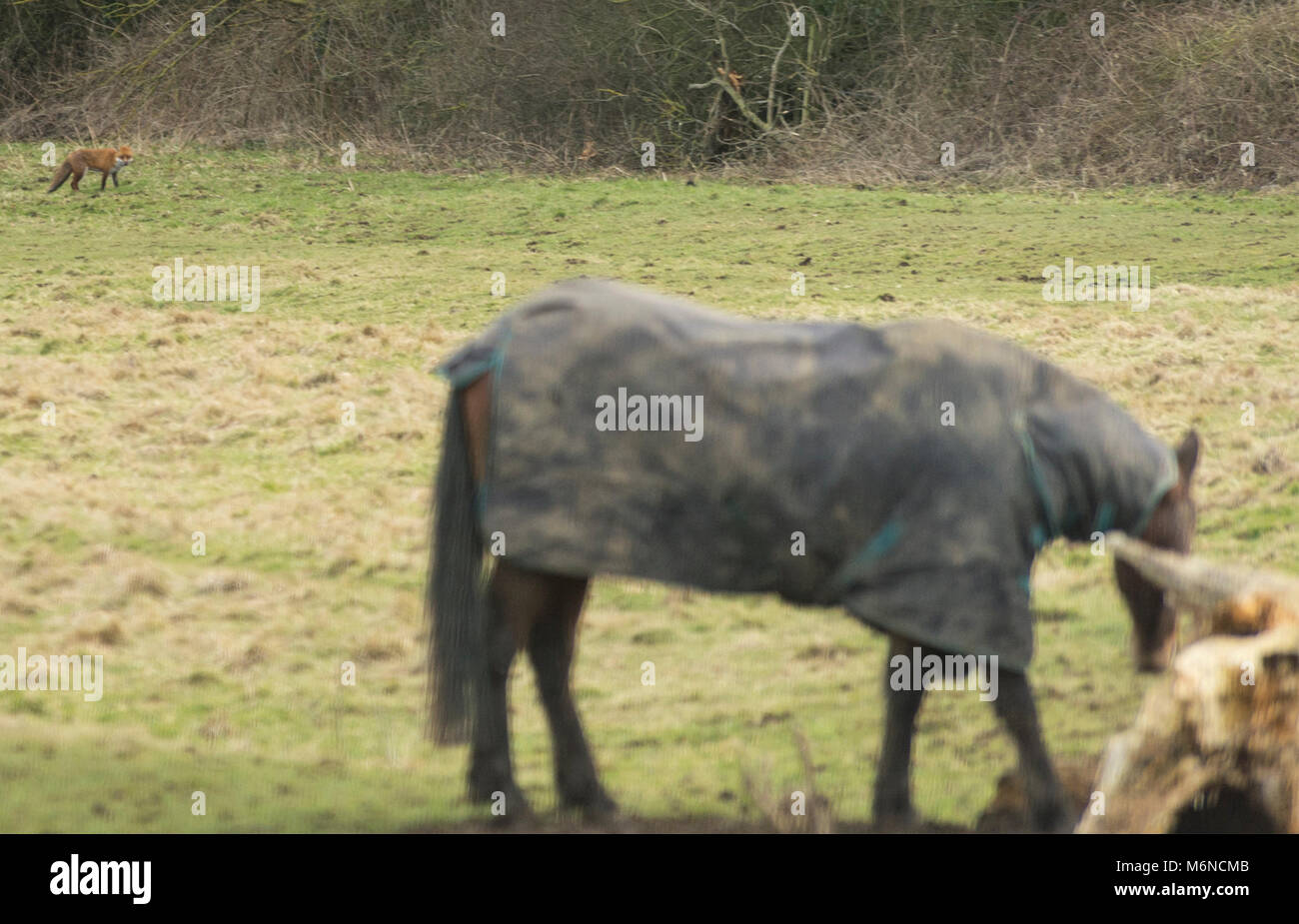 Burton Lazars, den 5. März 2018: Milde Tag blauer Himmel, weiße Wolken. Krähen und Bussarde aus hoch in den Himmel, als wilden Fuchs jagt in offenen Wiese unten, Dunnock Hintergrundbeleuchtung von Sun einen wärmeren Tag in die Landschaft. Clifford Norton Alamy Leben Nachrichten. Stockfoto