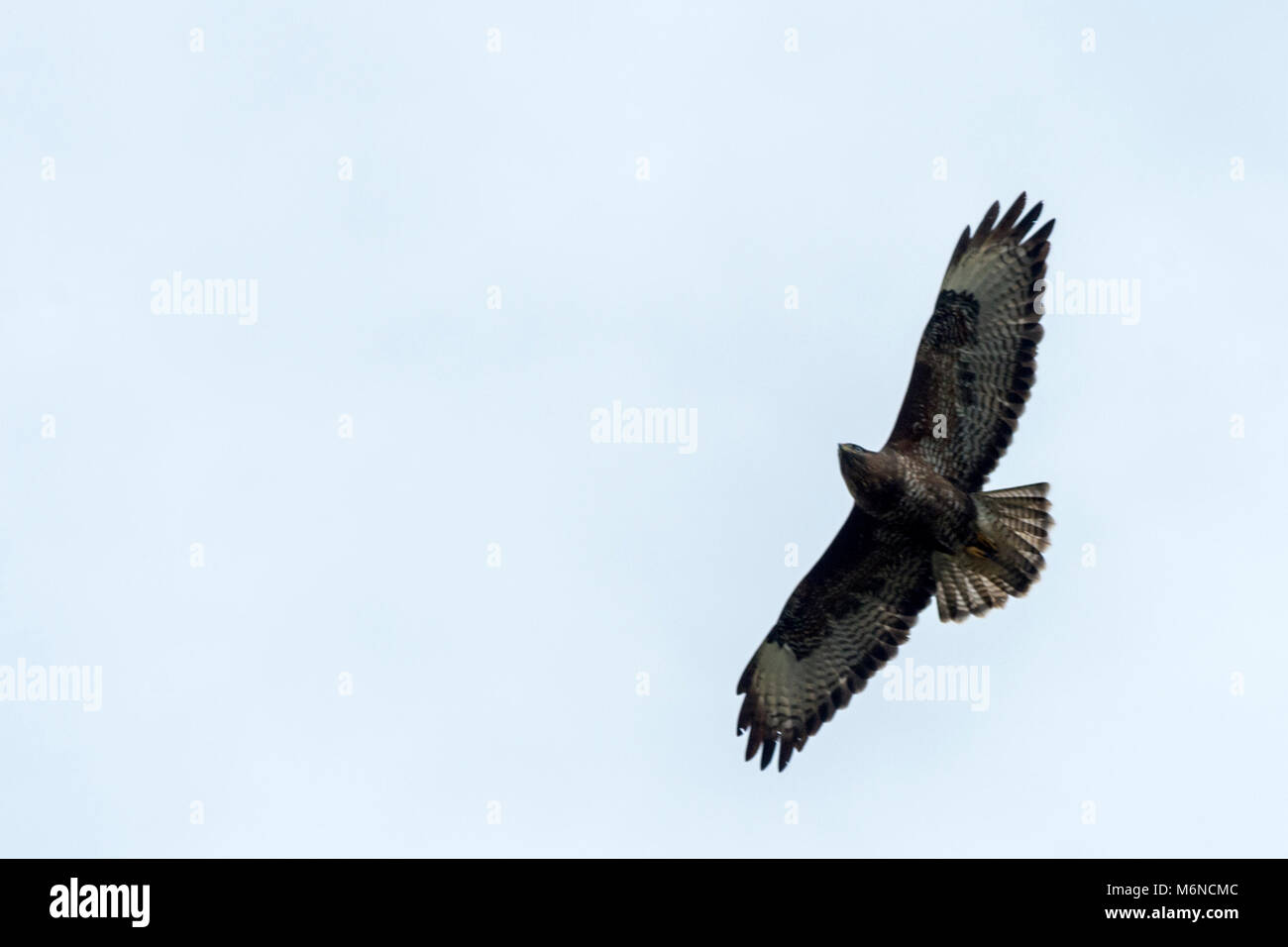 Burton Lazars, den 5. März 2018: Milde Tag blauer Himmel, weiße Wolken. Krähen und Bussarde aus hoch in den Himmel, als wilden Fuchs jagt in offenen Wiese unten, Dunnock Hintergrundbeleuchtung von Sun einen wärmeren Tag in die Landschaft. Clifford Norton Alamy Leben Nachrichten. Stockfoto