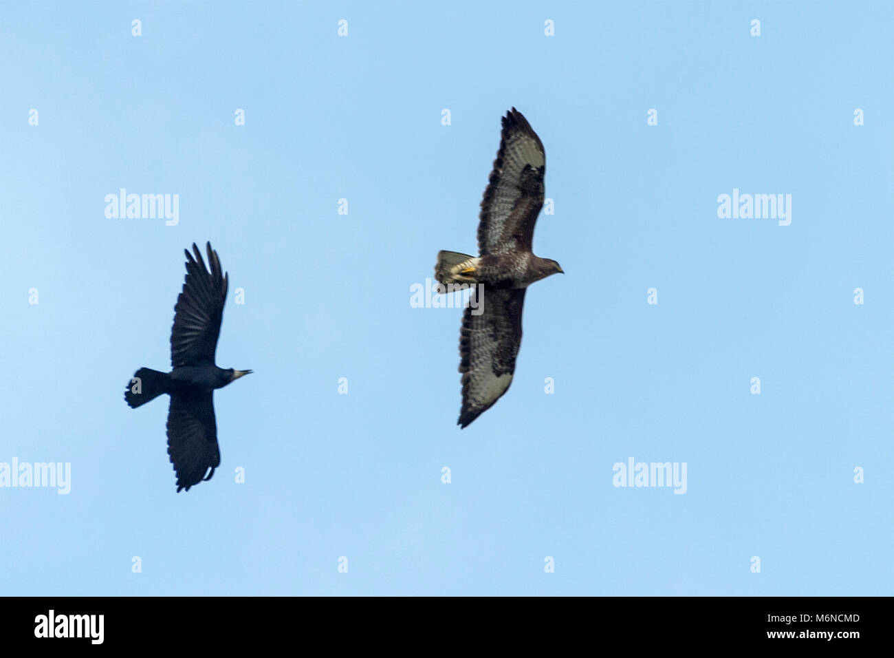 Burton Lazars, den 5. März 2018: Milde Tag blauer Himmel, weiße Wolken. Krähen und Bussarde aus hoch in den Himmel, als wilden Fuchs jagt in offenen Wiese unten, Dunnock Hintergrundbeleuchtung von Sun einen wärmeren Tag in die Landschaft. Clifford Norton Alamy Leben Nachrichten. Stockfoto