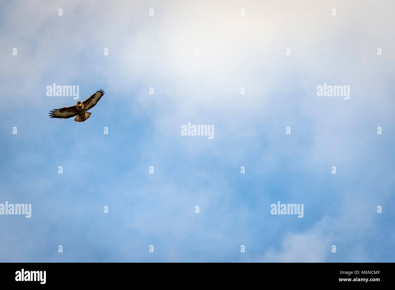 Burton Lazars, den 5. März 2018: Milde Tag blauer Himmel, weiße Wolken. Krähen und Bussarde aus hoch in den Himmel, als wilden Fuchs jagt in offenen Wiese unten, Dunnock Hintergrundbeleuchtung von Sun einen wärmeren Tag in die Landschaft. Clifford Norton Alamy Leben Nachrichten. Stockfoto