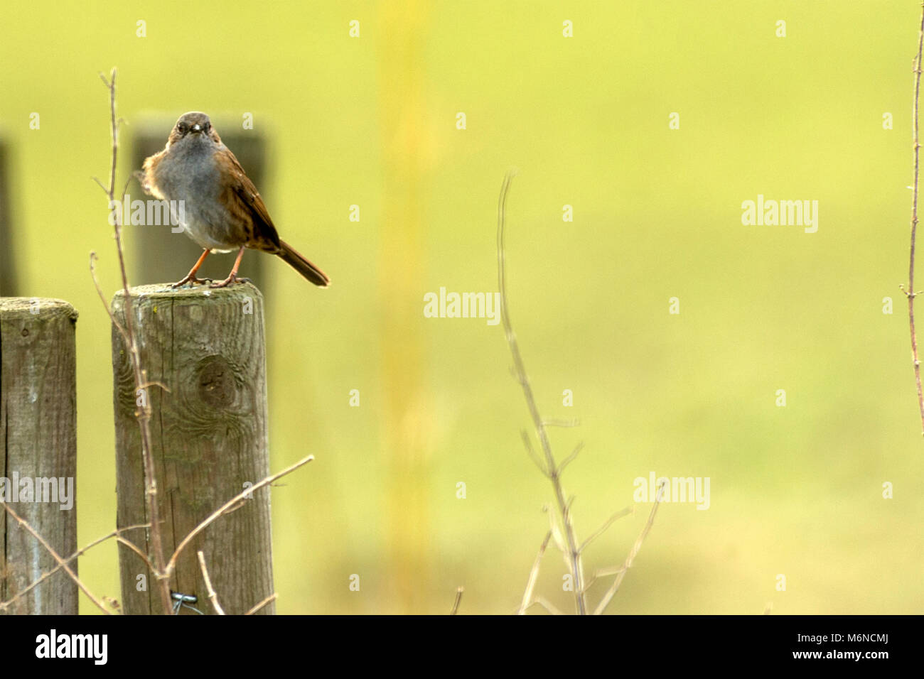 Burton Lazars, den 5. März 2018: Milde Tag blauer Himmel, weiße Wolken. Krähen und Bussarde aus hoch in den Himmel, als wilden Fuchs jagt in offenen Wiese unten, Dunnock Hintergrundbeleuchtung von Sun einen wärmeren Tag in die Landschaft. Clifford Norton Alamy Leben Nachrichten. Stockfoto