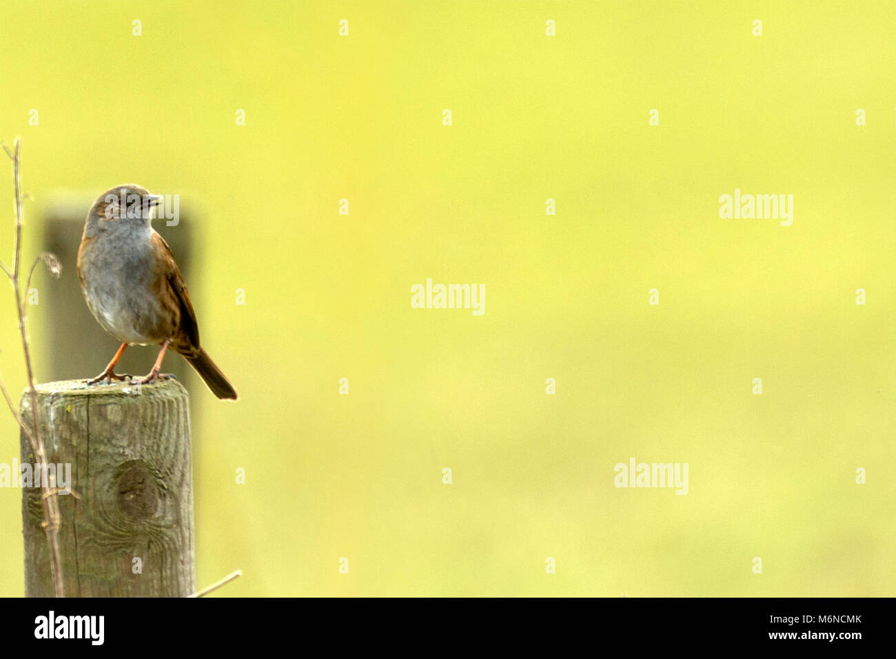 Burton Lazars, den 5. März 2018: Milde Tag blauer Himmel, weiße Wolken. Krähen und Bussarde aus hoch in den Himmel, als wilden Fuchs jagt in offenen Wiese unten, Dunnock Hintergrundbeleuchtung von Sun einen wärmeren Tag in die Landschaft. Clifford Norton Alamy Leben Nachrichten. Stockfoto