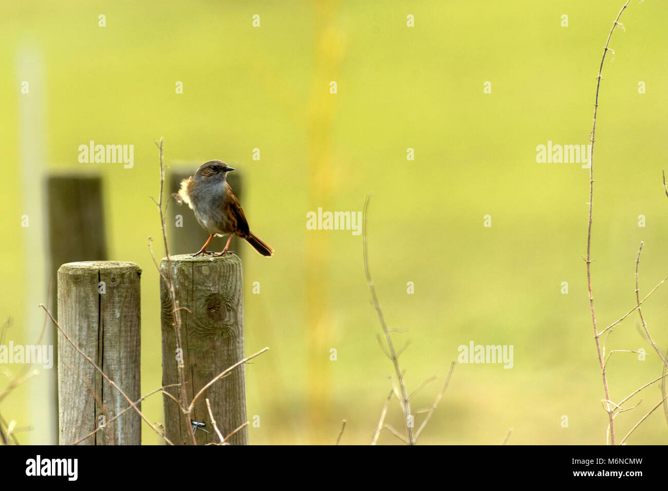 Burton Lazars, den 5. März 2018: Milde Tag blauer Himmel, weiße Wolken. Krähen und Bussarde aus hoch in den Himmel, als wilden Fuchs jagt in offenen Wiese unten, Dunnock Hintergrundbeleuchtung von Sun einen wärmeren Tag in die Landschaft. Clifford Norton Alamy Leben Nachrichten. Stockfoto