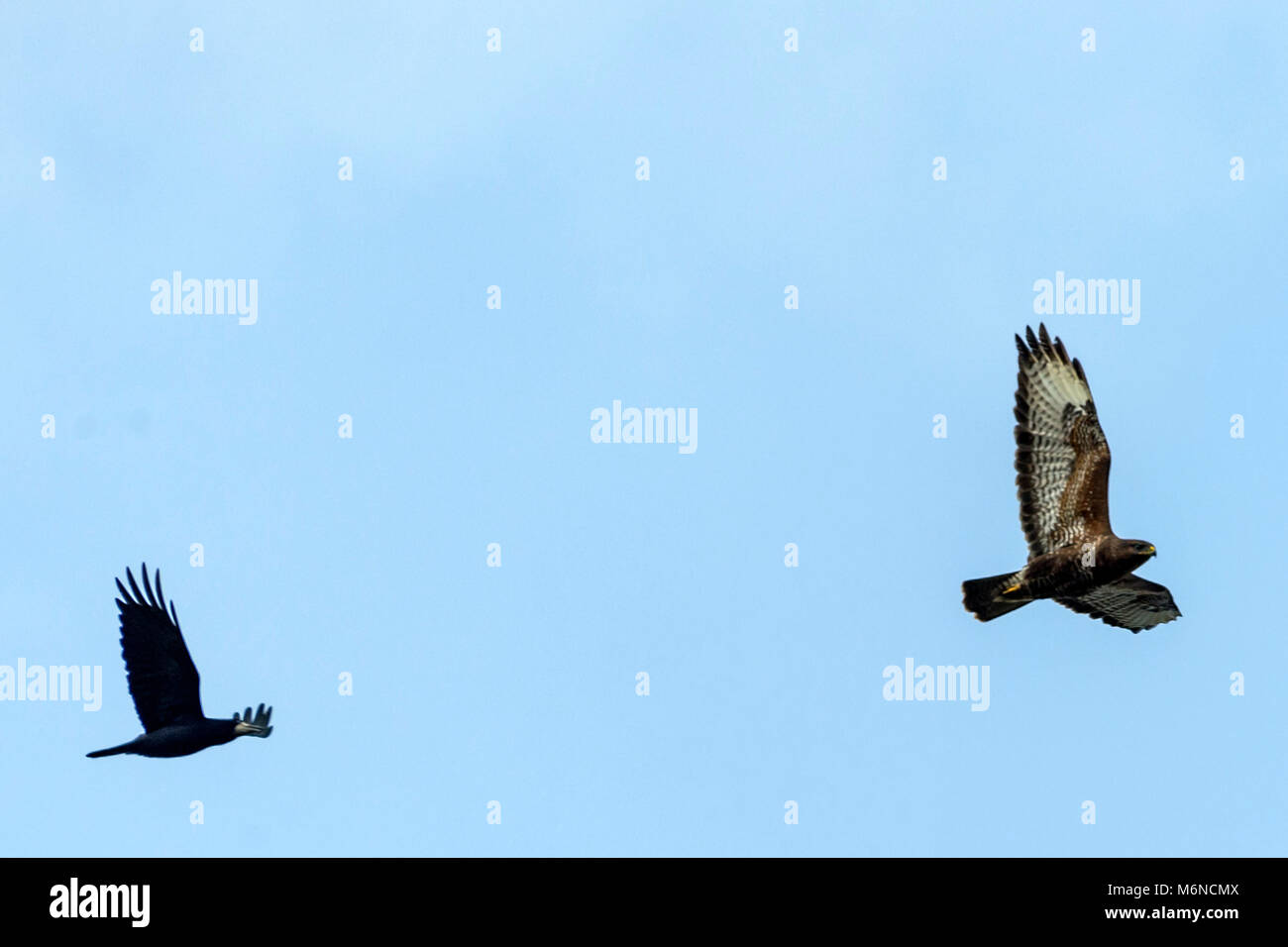 Burton Lazars, den 5. März 2018: Milde Tag blauer Himmel, weiße Wolken. Krähen und Bussarde aus hoch in den Himmel, als wilden Fuchs jagt in offenen Wiese unten, Dunnock Hintergrundbeleuchtung von Sun einen wärmeren Tag in die Landschaft. Clifford Norton Alamy Leben Nachrichten. Stockfoto