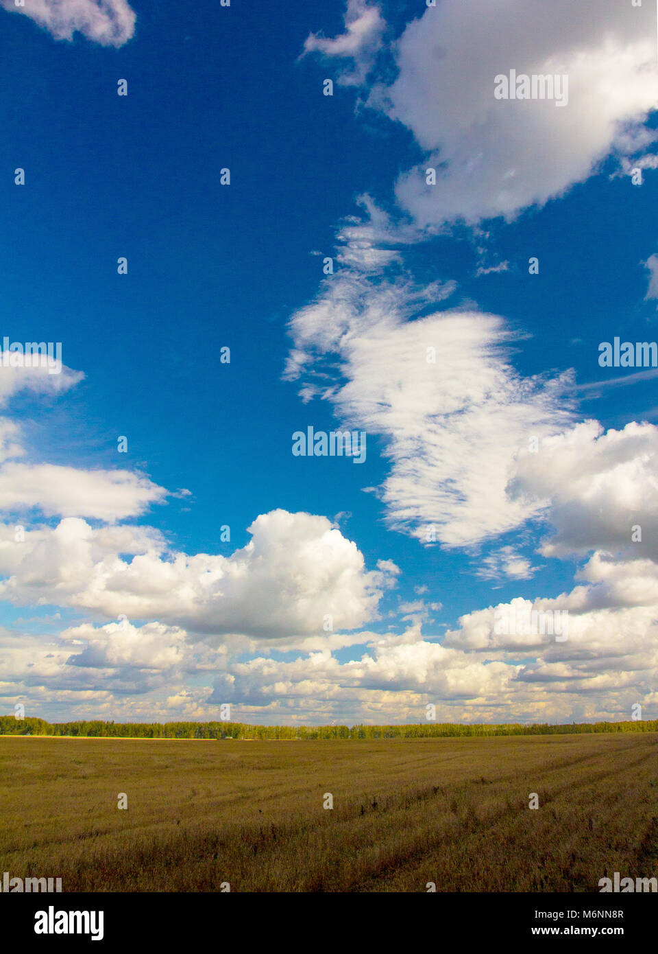 Ufer von einem eiskalten See mit einem Küsten Gras mit frischem Schnee mit seltenen Bäumen auf der anderen Bank unter dem Himmel in die Kälte gleichmäßig p wider Stockfoto