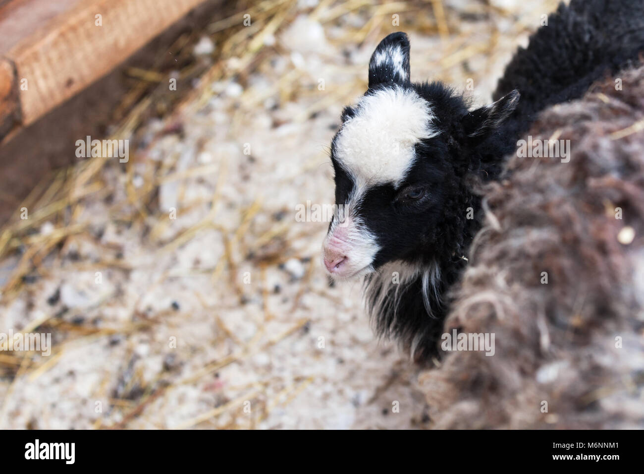 Kleines Lamm Portrait auf Winter Farm, Russland Stockfoto