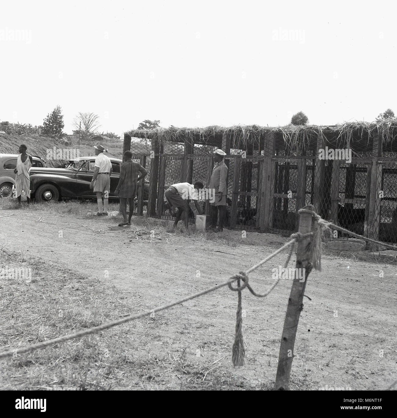 1950, historische, In der britischen Protektorat von Uganda, Aktivität auf einer Hühnerfarm. Stockfoto