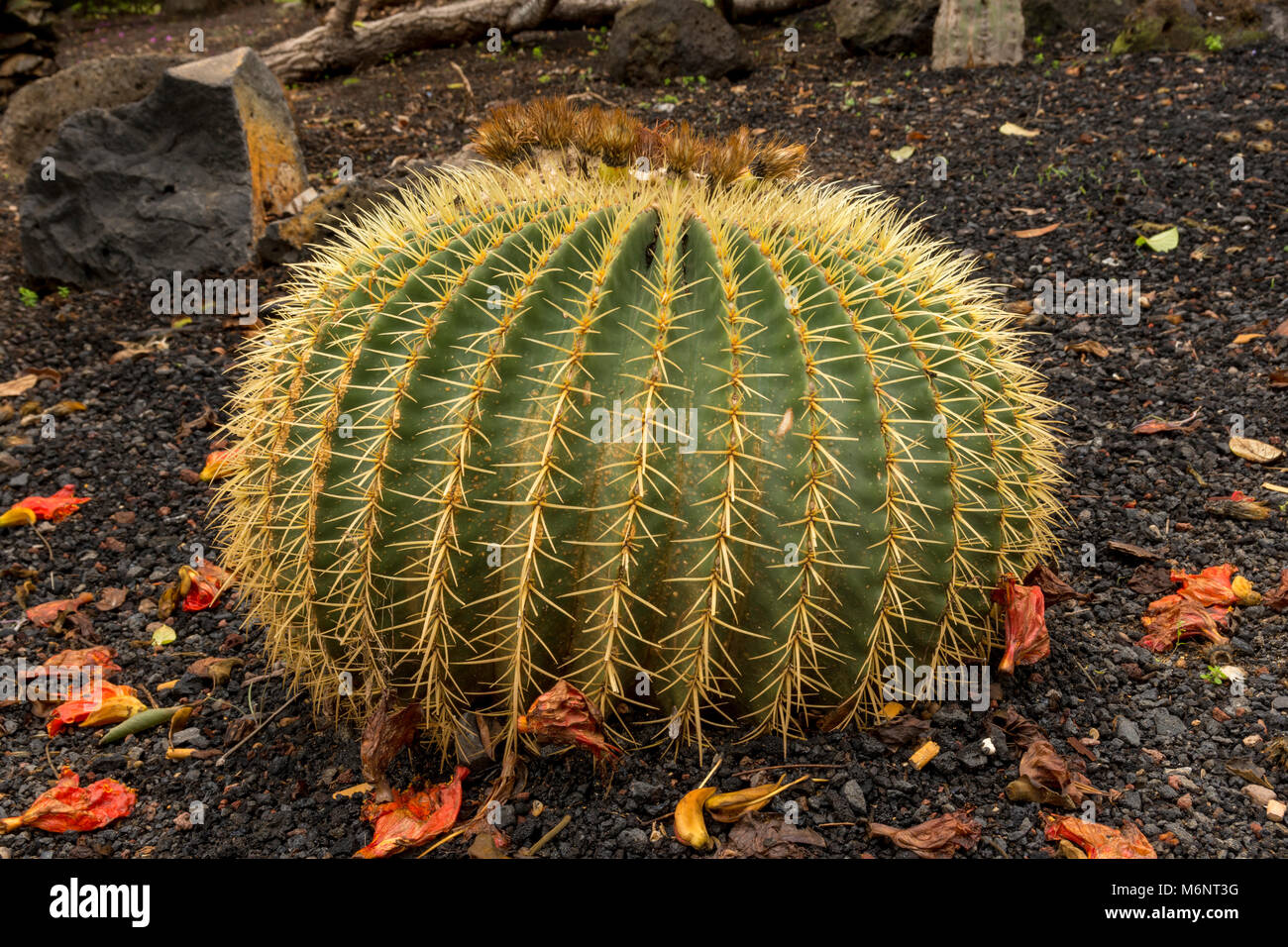 monstera klebt XXL Monstera mit Stab bestellen – Green Me Up main image 0