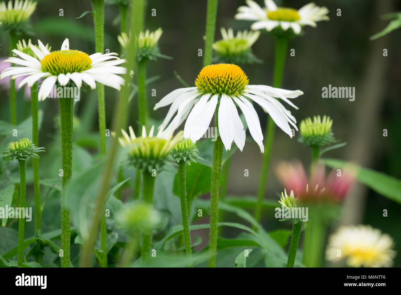 In der Nähe von weißen Echinacea Blume Stockfoto