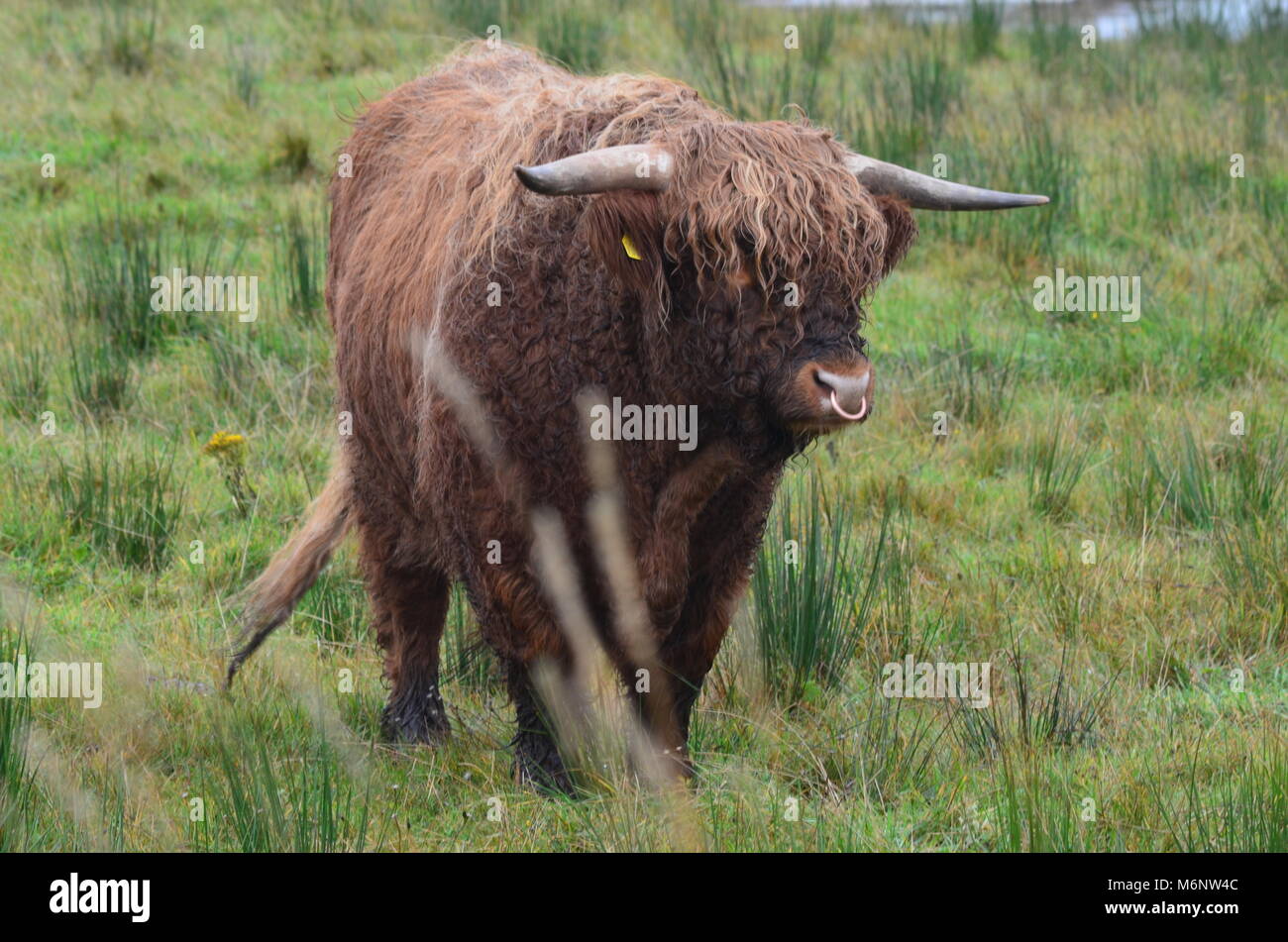 Highland-Kuh Stockfoto