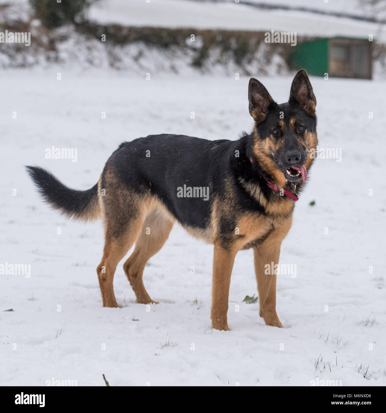 Deutscher Schäferhund Hund im Schnee Stockfoto