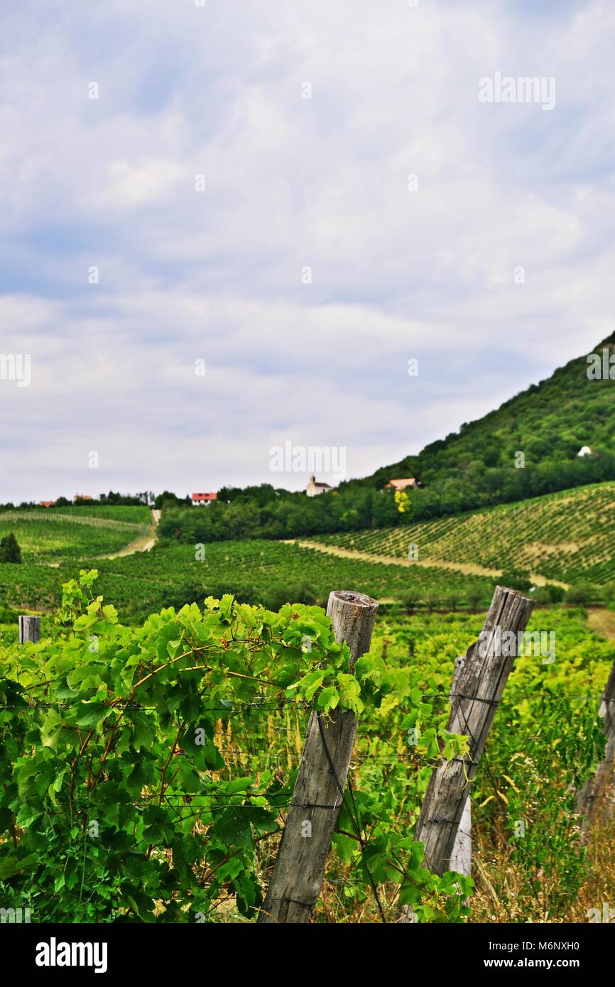 Weinberge in der Nähe von Salföld, Ungarn Stockfoto