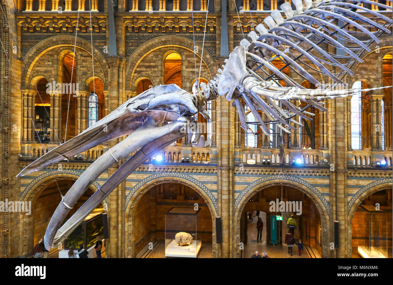Blauwal Skelett hängend in der Galerie des Museums für Naturkunde in London UK-HDR toning 1-11 2018 Stockfoto