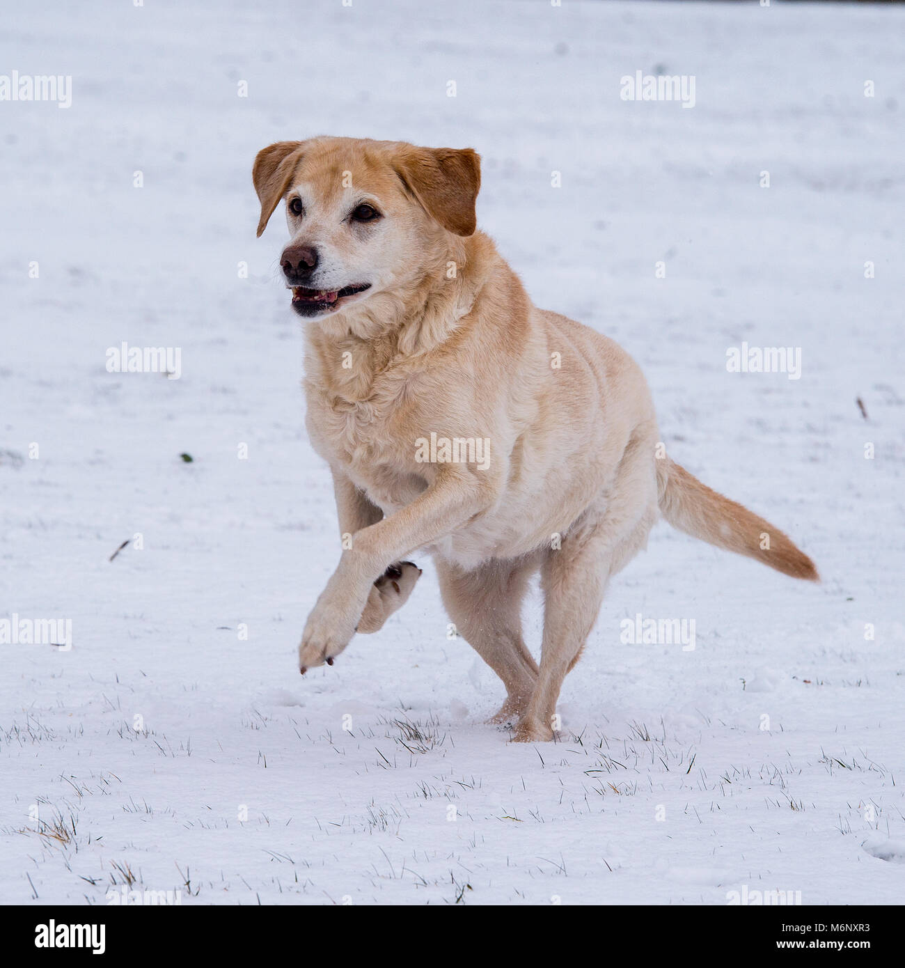 Labrador Retriever gelb im Schnee Stockfoto