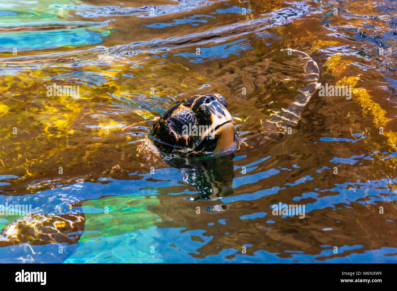 Rotes Meer, Eilat. Riesige Grüne Meeresschildkröte legte seinen Kopf aus dem Wasser. Grüne Meeresschildkröte - Dies sind größere Schildkröten mit runden Köpfen. Sie sind Vegetarier. Stockfoto