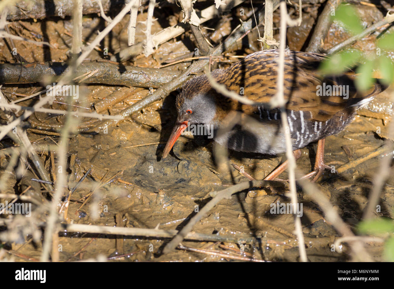 Wasserralle (Rallus Aquaticus) auf der Suche nach Nahrung in einem feuchten Graben Bereich durch einen Stream von Arundel wetland Centre UK. Es war meistens undercover in der Vegetation Stockfoto