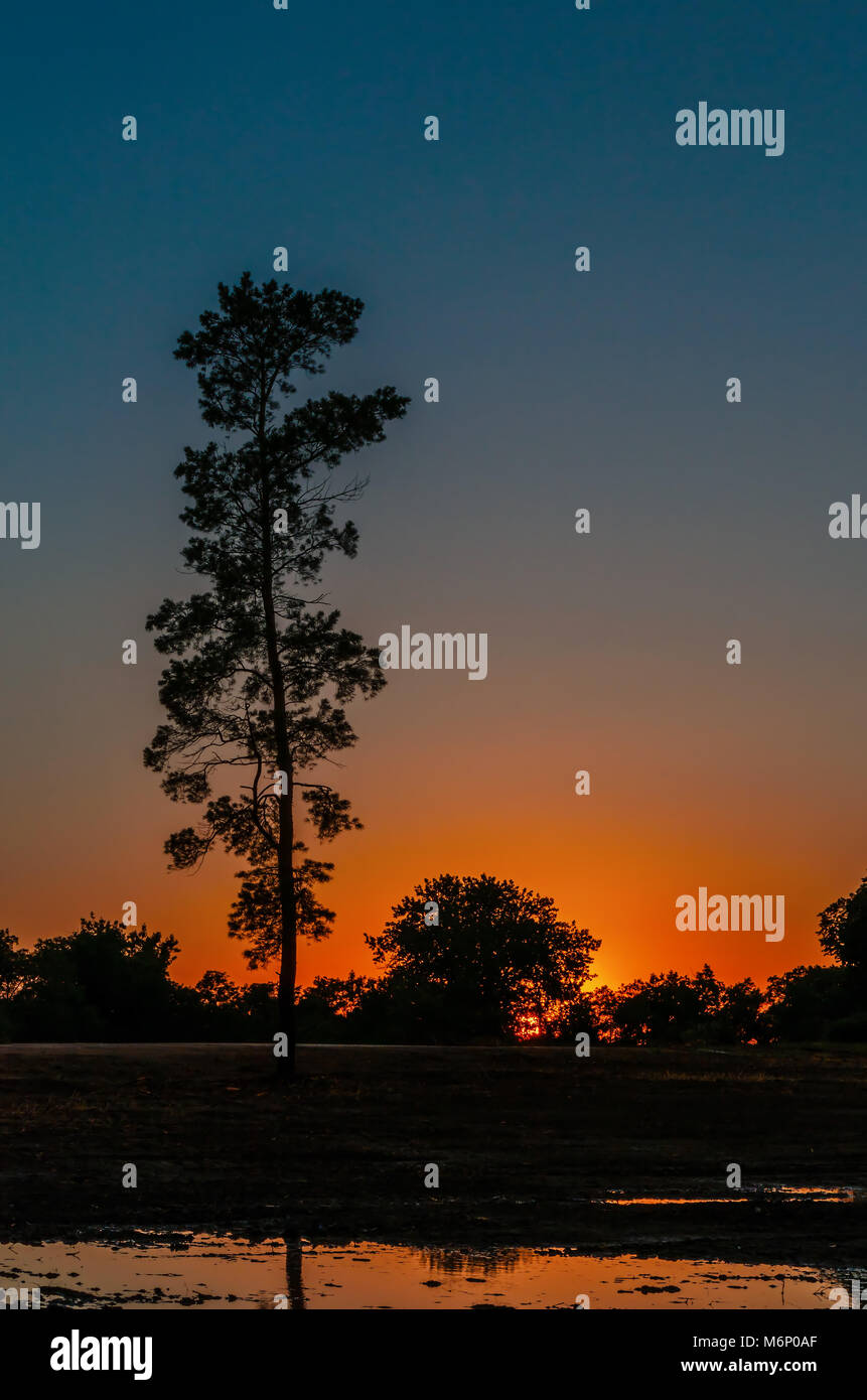 Schwarze Silhouette der hohen Kiefer auf einem roten Hintergrund und Orange Blue Sonnenuntergang Spiegelbild im Wasser von Bäumen und Büschen Stockfoto