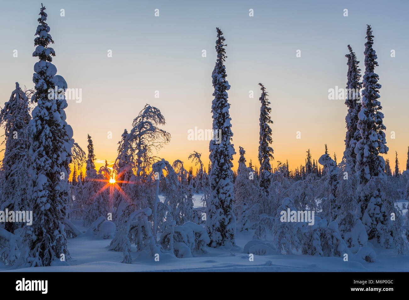 Winterlandschaft in direktem Licht bei Sonnenuntergang mit schönen warmen Farben in den Himmel und kalte blaue Farbe in den Schnee, und die Sonne scheint durch die Bäume auf der Suche l Stockfoto