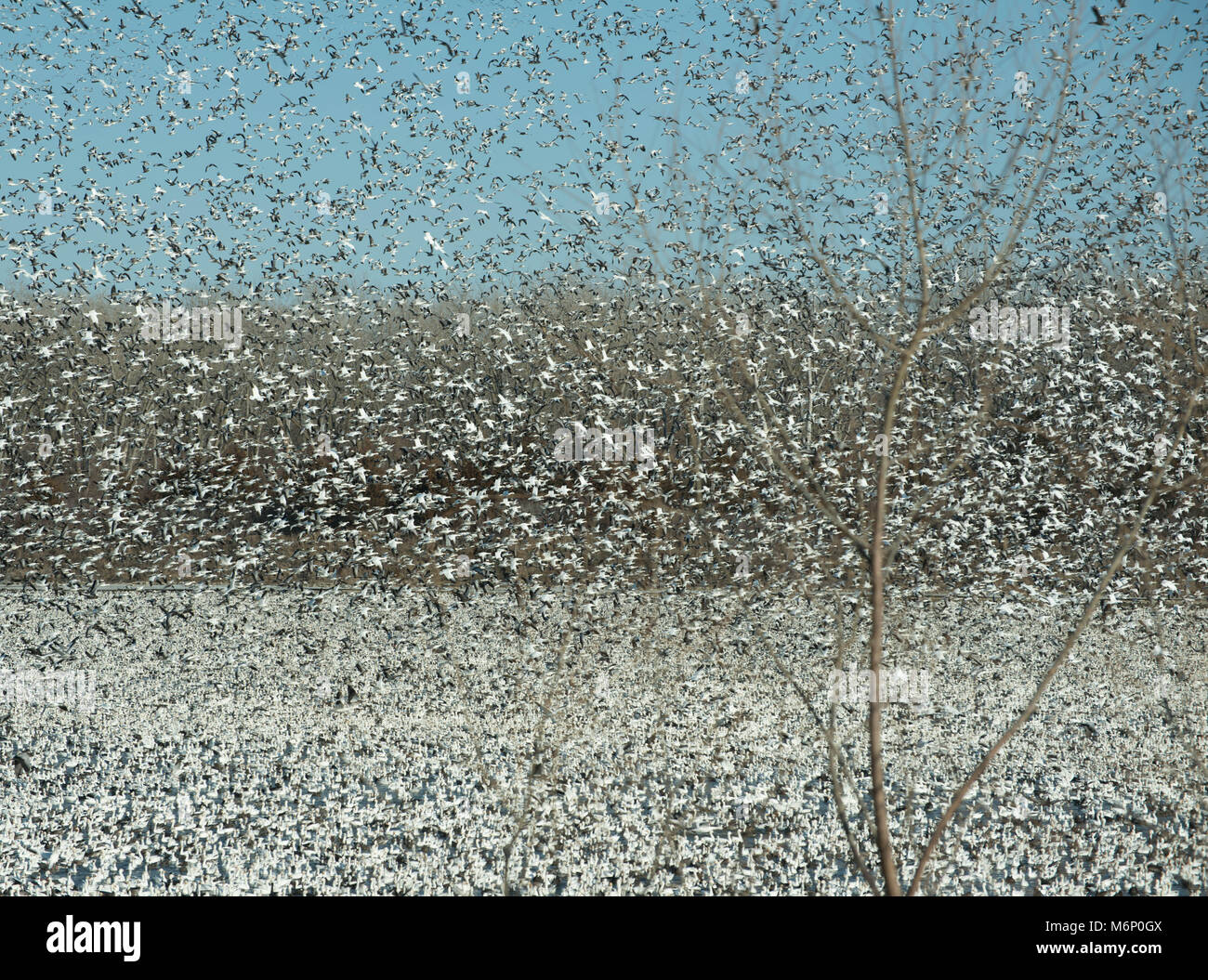 Tausende von Schnee Gänse Migration von Fluss Stockfoto