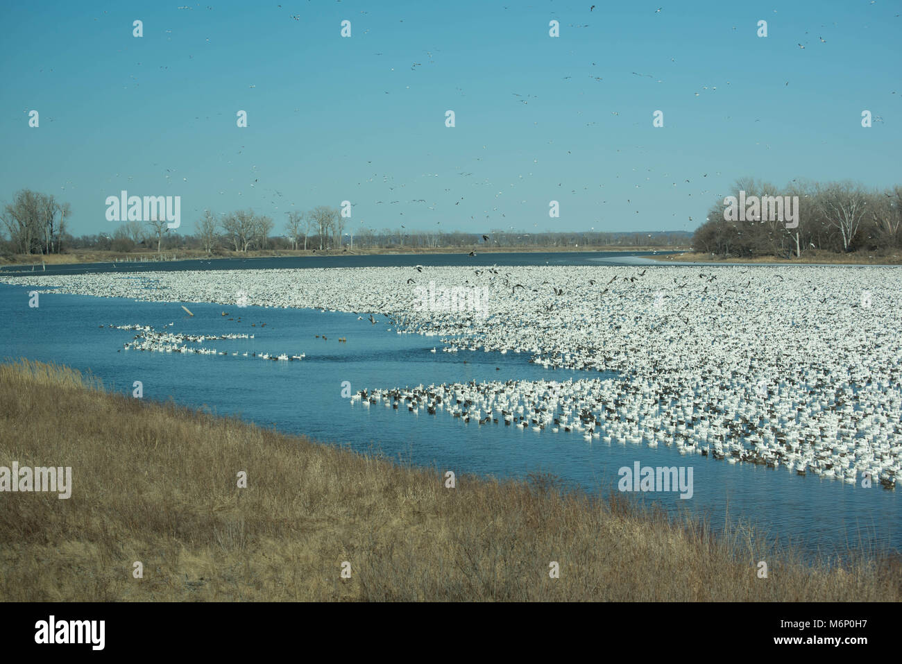 Tausende von Schnee Gänse migrieren Stockfoto