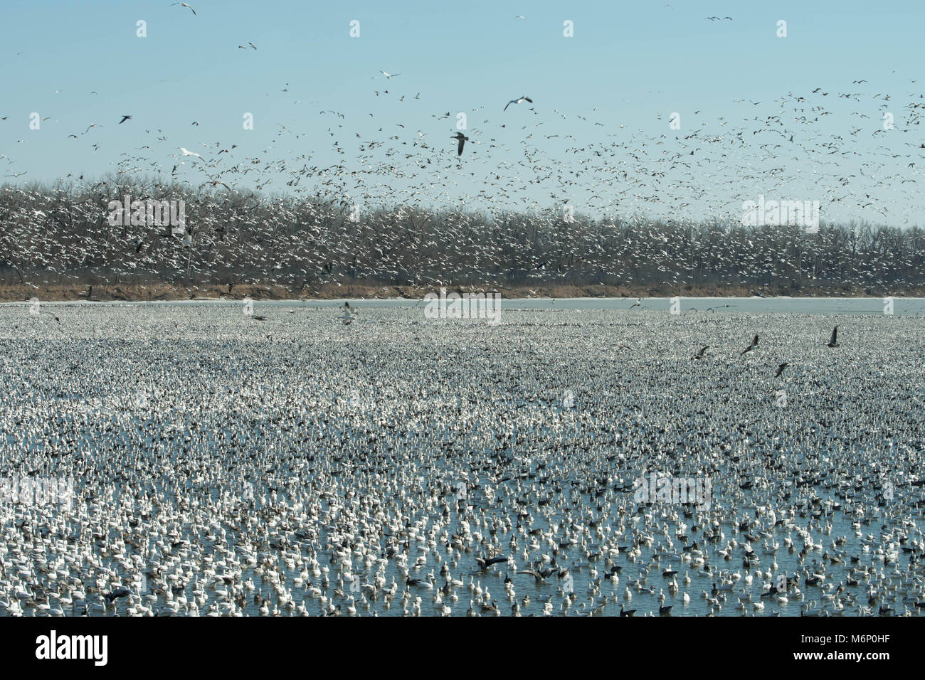 Tausende von Schnee Gänse migrieren Stockfoto