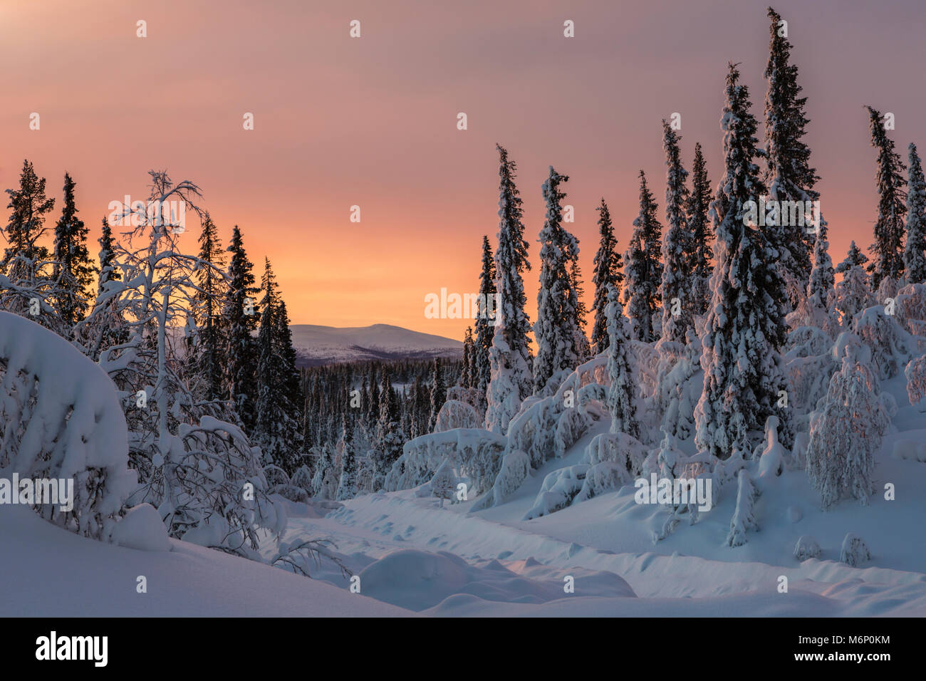 Winterlandschaft im Sonnenuntergang mit schönen Farben in den Himmel, schneebedeckte Bäume und Berg im Hintergrund, Gällivare, Schwedisch Lappland, Schweden Stockfoto