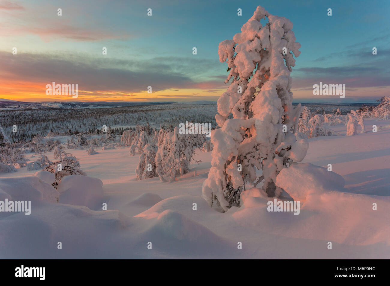 Winterlandschaft bei Sonnenuntergang, verschneite Birke und Bäume und schöne Farbe Fichte in den Himmel, Gällivare, Schwedisch Lappland, Schweden Stockfoto