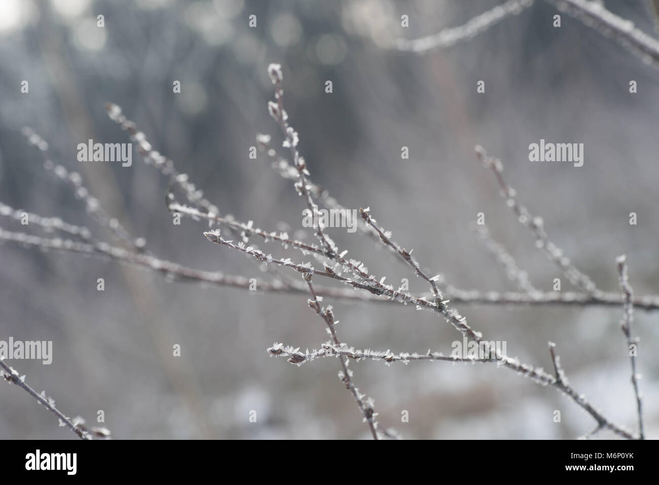 Baum Zweig mit Raureif Makro selektiven Fokus abgedeckt Stockfoto