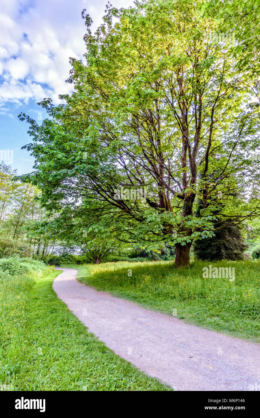 Einen schmutzigen Weg in einem grünen Wald mit Bäumen und Büschen, Wandern zwischen dem Gras, unter einem blauen bewölkten Himmel Stockfoto