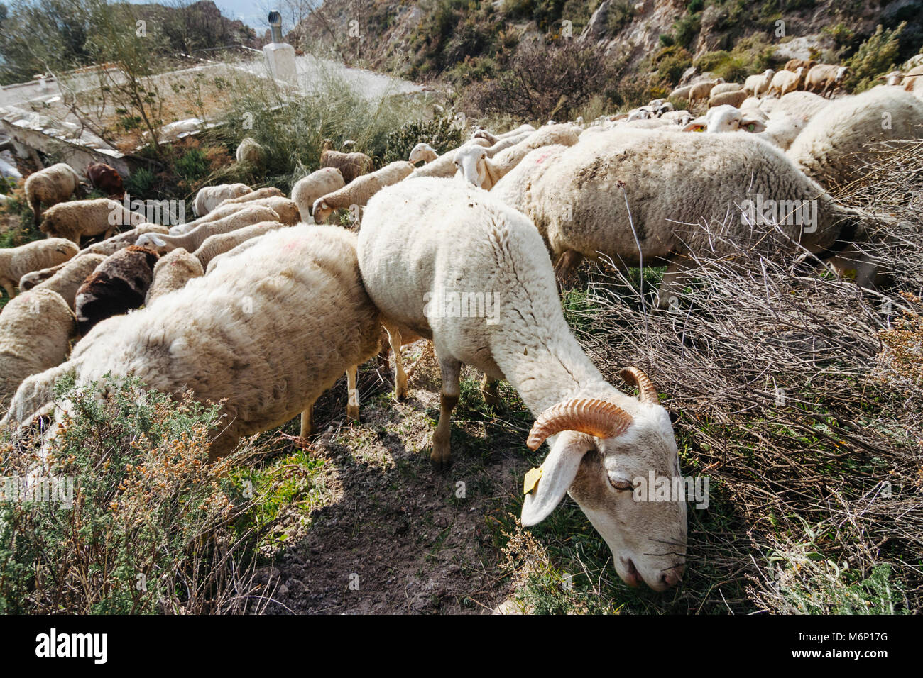 Ziegen und Schafe weiden von einem Cortijo andalusischen Landhaus in den Bergen der Sierra Nevada. Las Alpujarras, Provinz Granada, Andalusien, Spanien Stockfoto