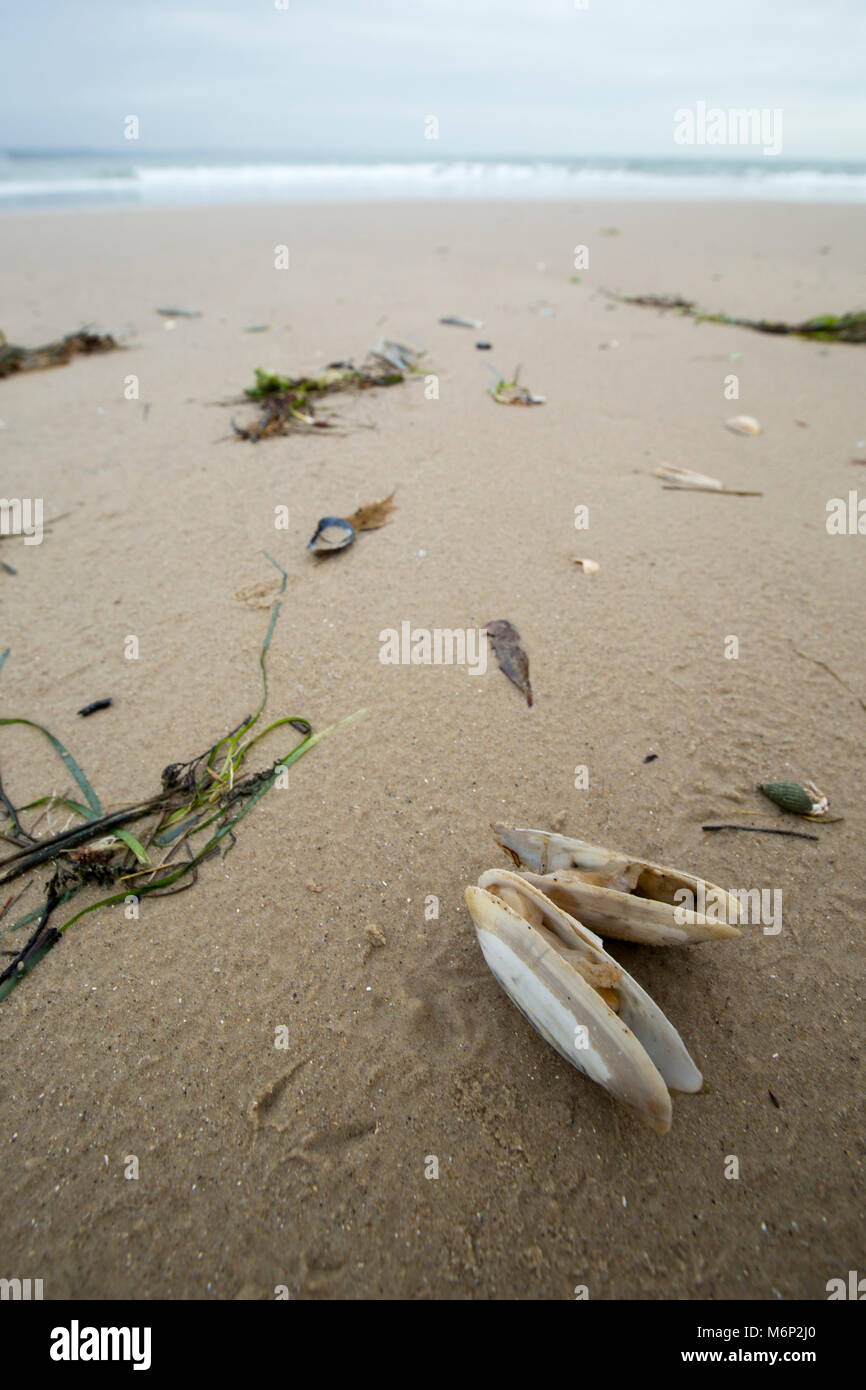 Toten und Sterbenden gemeinsame Otter clam, die an Land nach dem Frost März 1-4 2018 gewaschen worden sind. Shell Bay, North Dorset UK vom 5. März 2018. Stockfoto