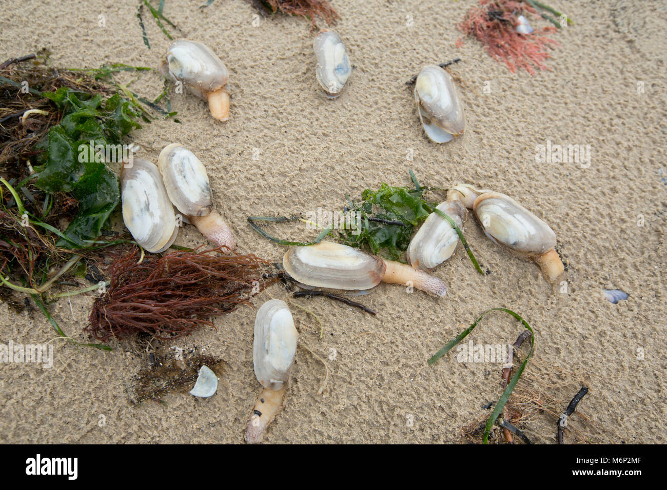 Toten und Sterbenden gemeinsame Otter clam, die an Land nach dem Frost März 1-4 2018 gewaschen worden sind. Shell Bay, North Dorset UK vom 5. März 2018. Stockfoto