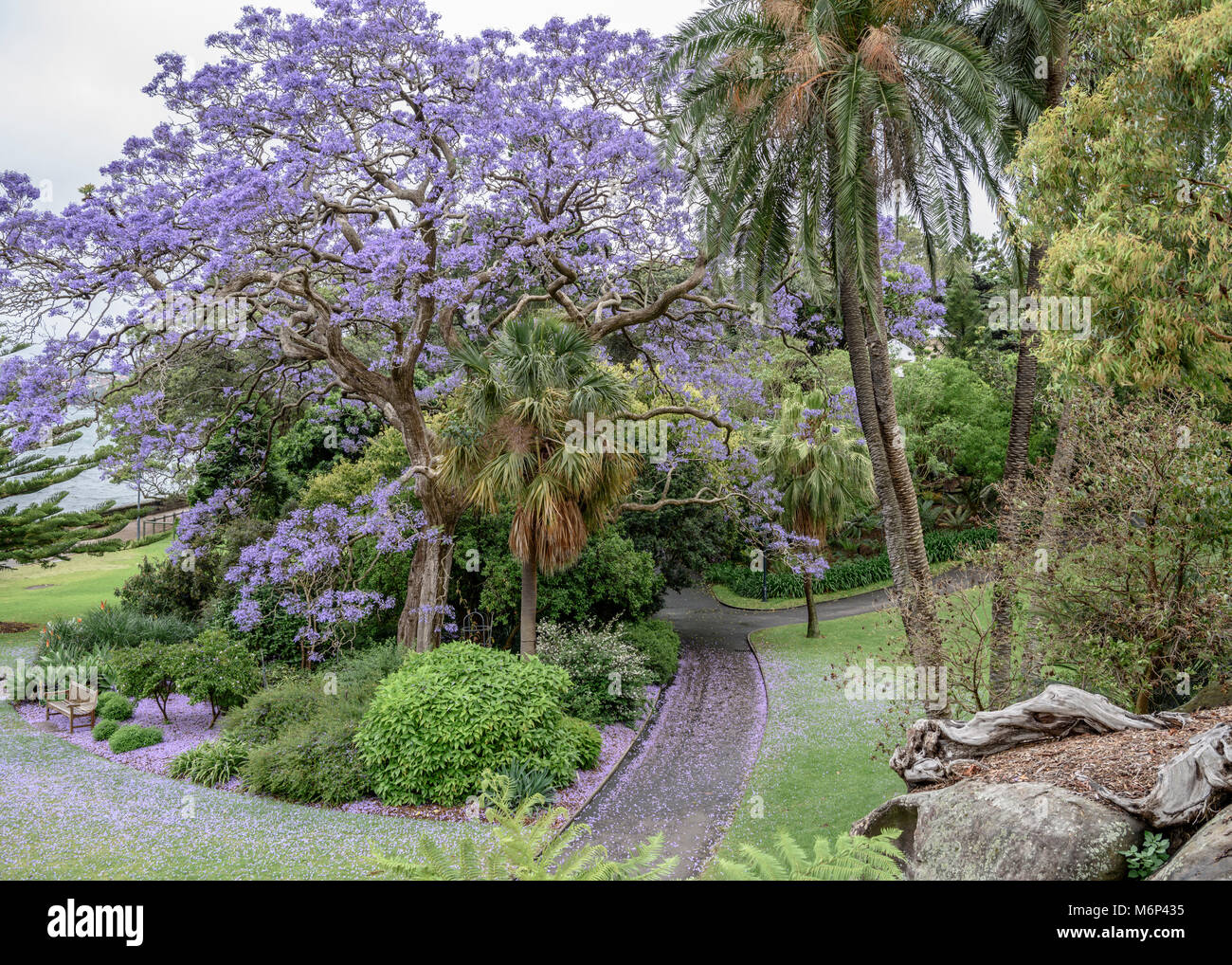 Jacaranda Baum in voller Blüte mit Blütenblätter fallen auf dem Fußboden in den Royal Botanic Gardens, Sydney, Australien. Stockfoto