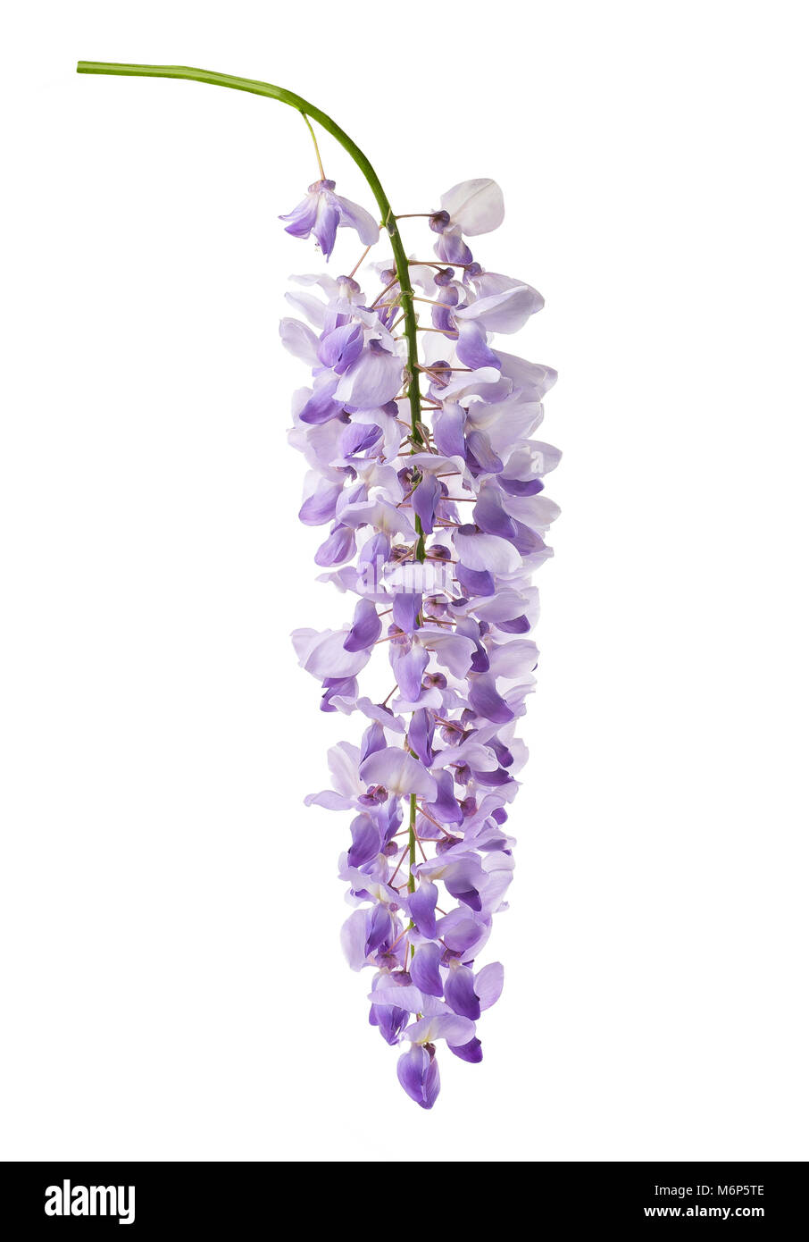 Glyzinien Blüten isoliert auf weißem Hintergrund Stockfoto