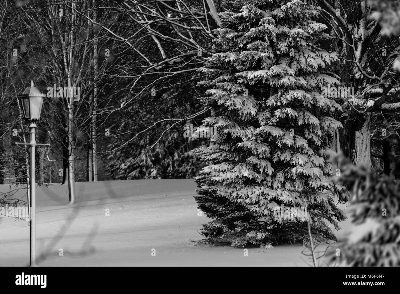 Pinafore Park in St. Thomas, Kanada ist der in den frischen Schnee nach einem späten Winter Storm der Region mit mehr als 25 cm Schnee bedeckt. Stockfoto