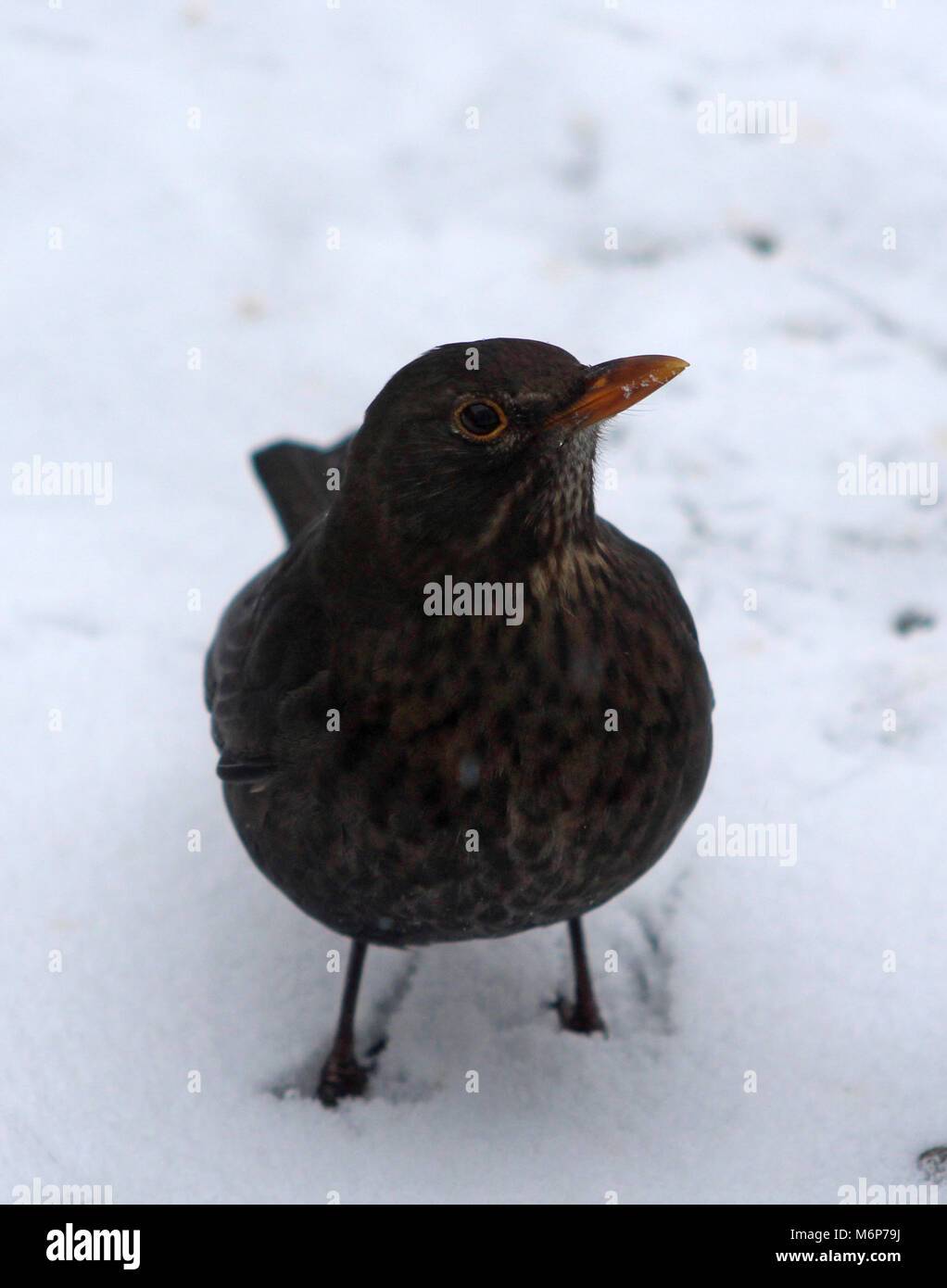 Blackbird in einem Verschneiten Englischen Garten Stockfoto