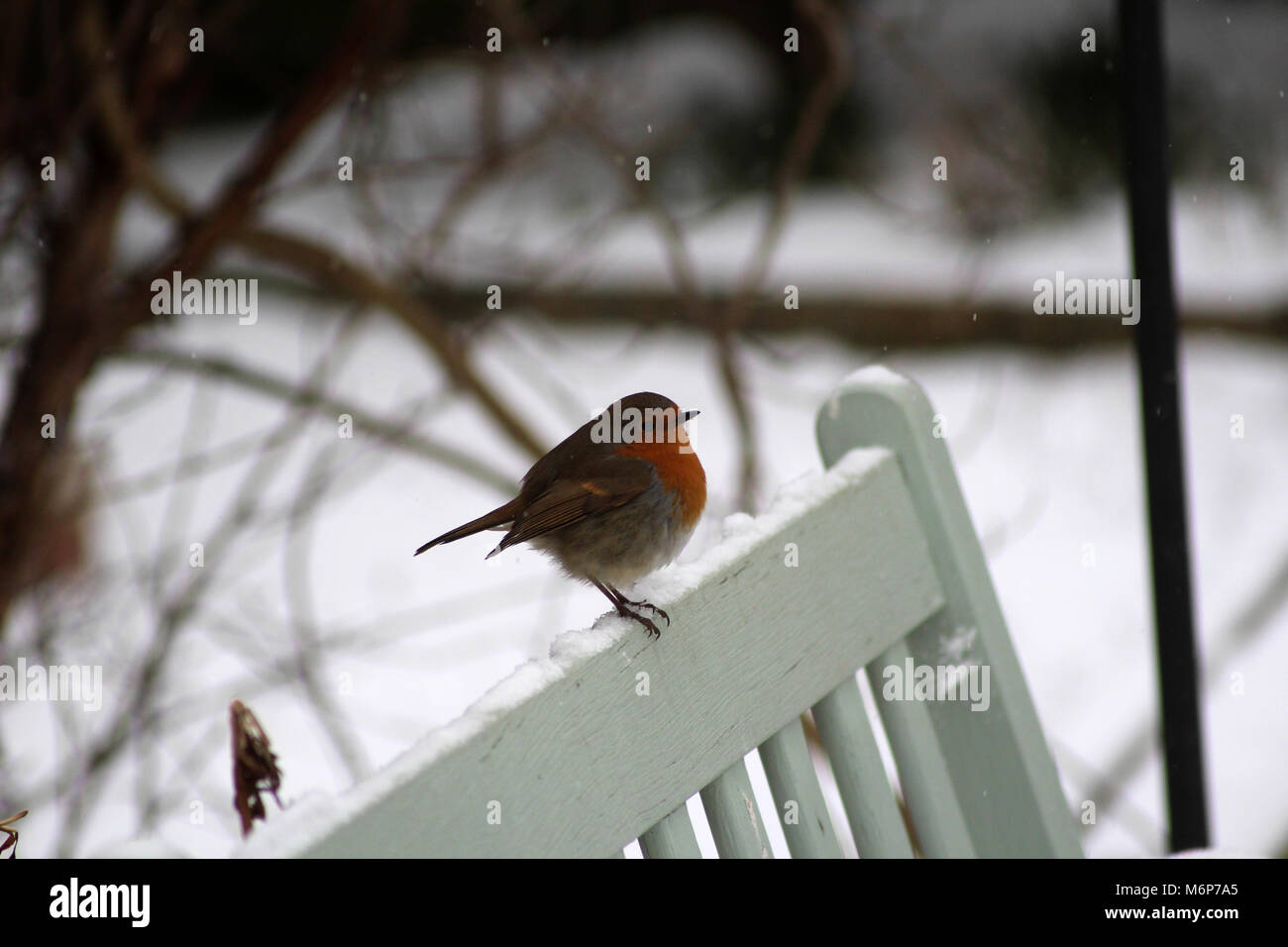 Robin in einem Verschneiten Englischen Garten Stockfoto