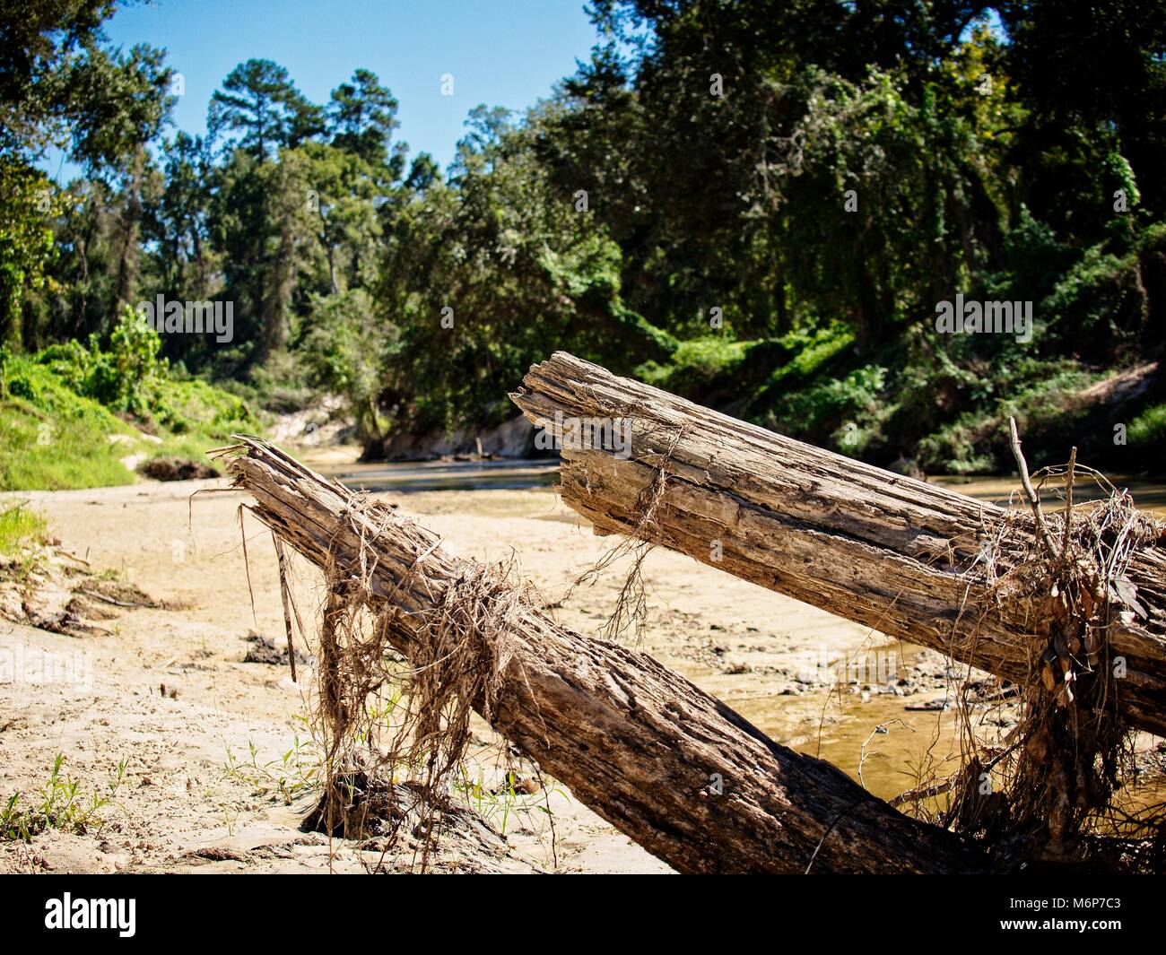 Dead Tree in a Creek nach der Überschwemmung im September 2017 Stockfoto