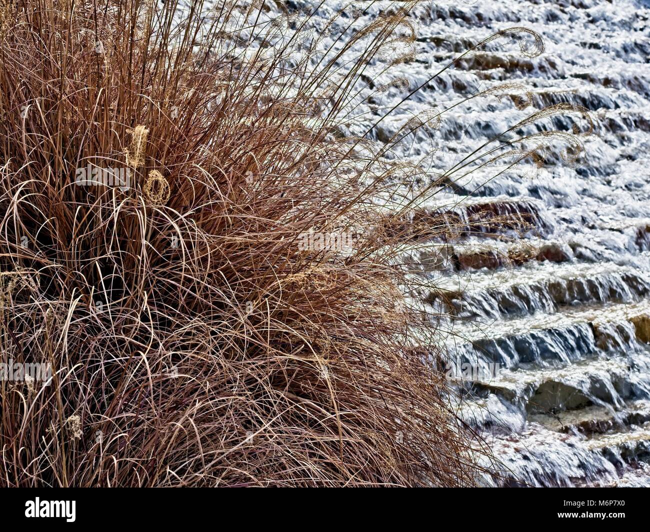 Getrocknete Pflanze vor bewegtem Wasser am Wasserweg im Woodland, TX USA Stockfoto