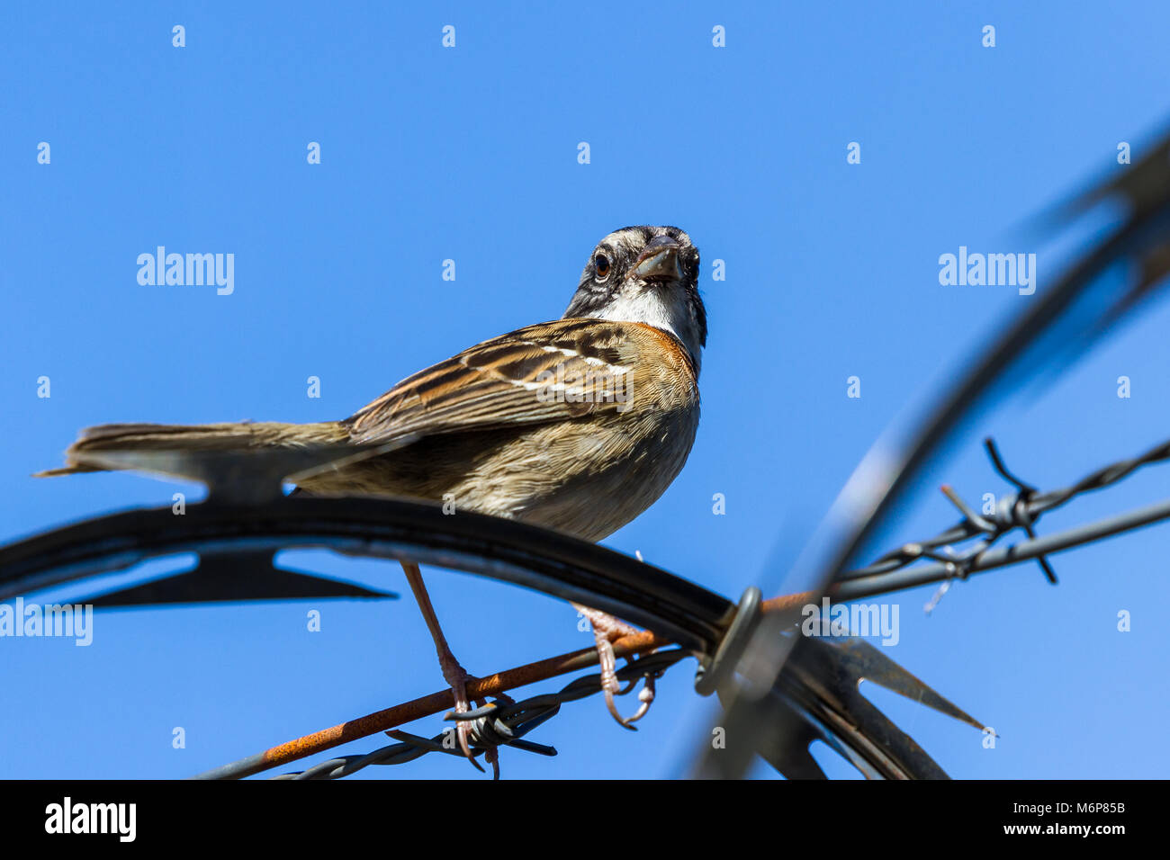 Urban stripe vorangegangen Sparrow thront auf Stacheldraht umgeben von Stacheldraht in Costa Rica Stockfoto